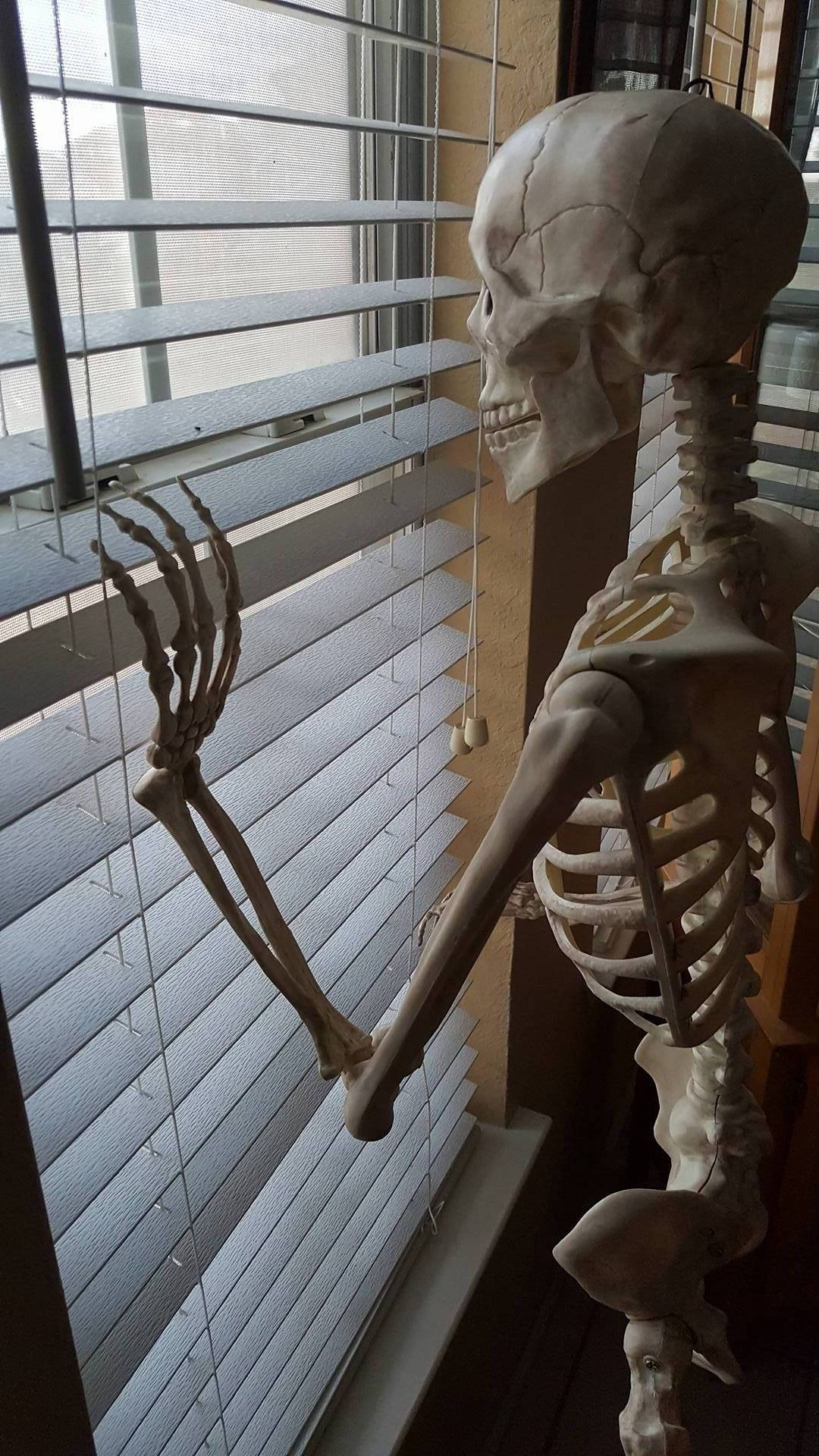 Waiting Skeleton Meme, skeleton, window, Full HD Phone Wallpaper