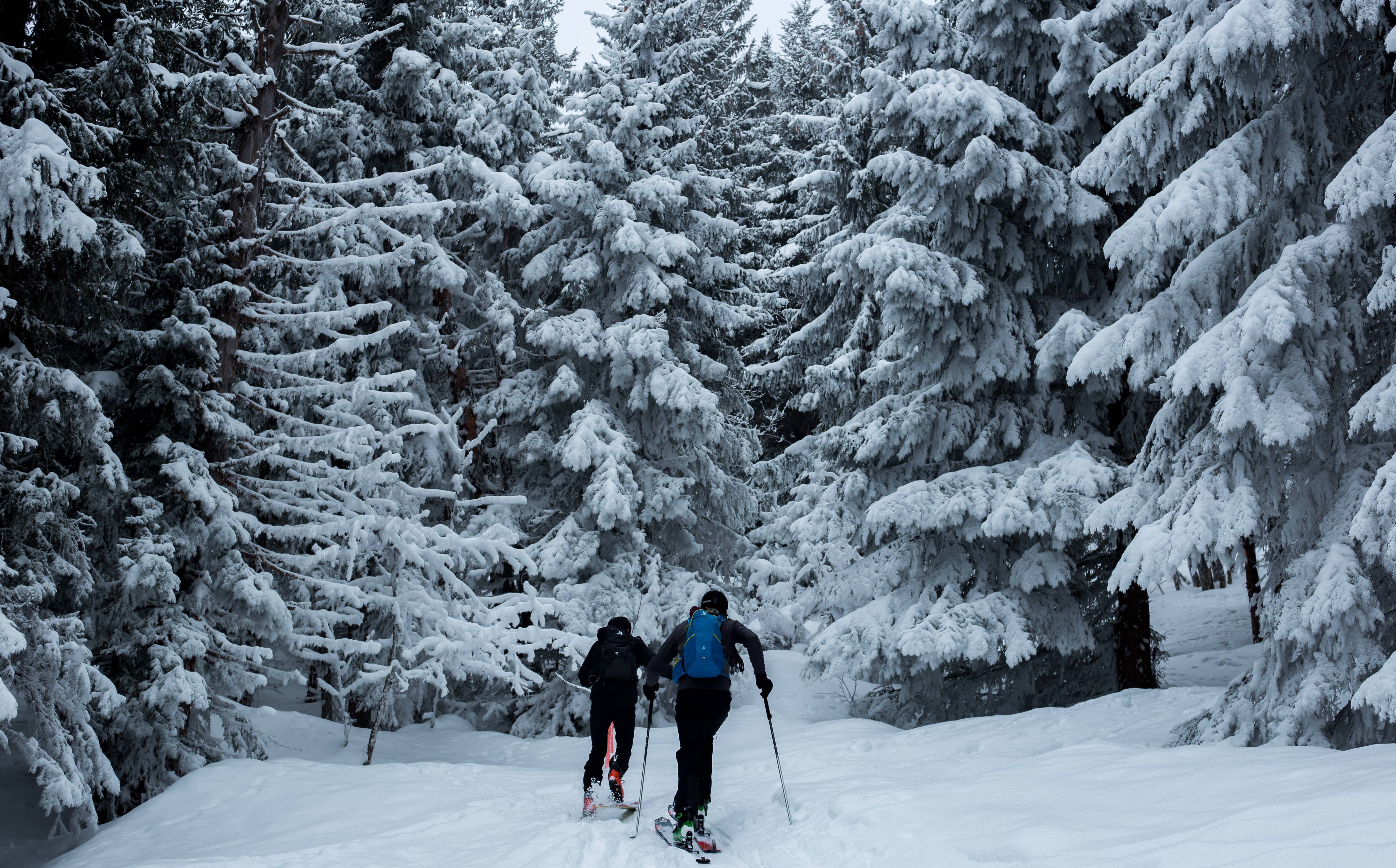 Skiing, snowy forest, heavy snow-laden evergreens, 5K Desktop Wallpaper