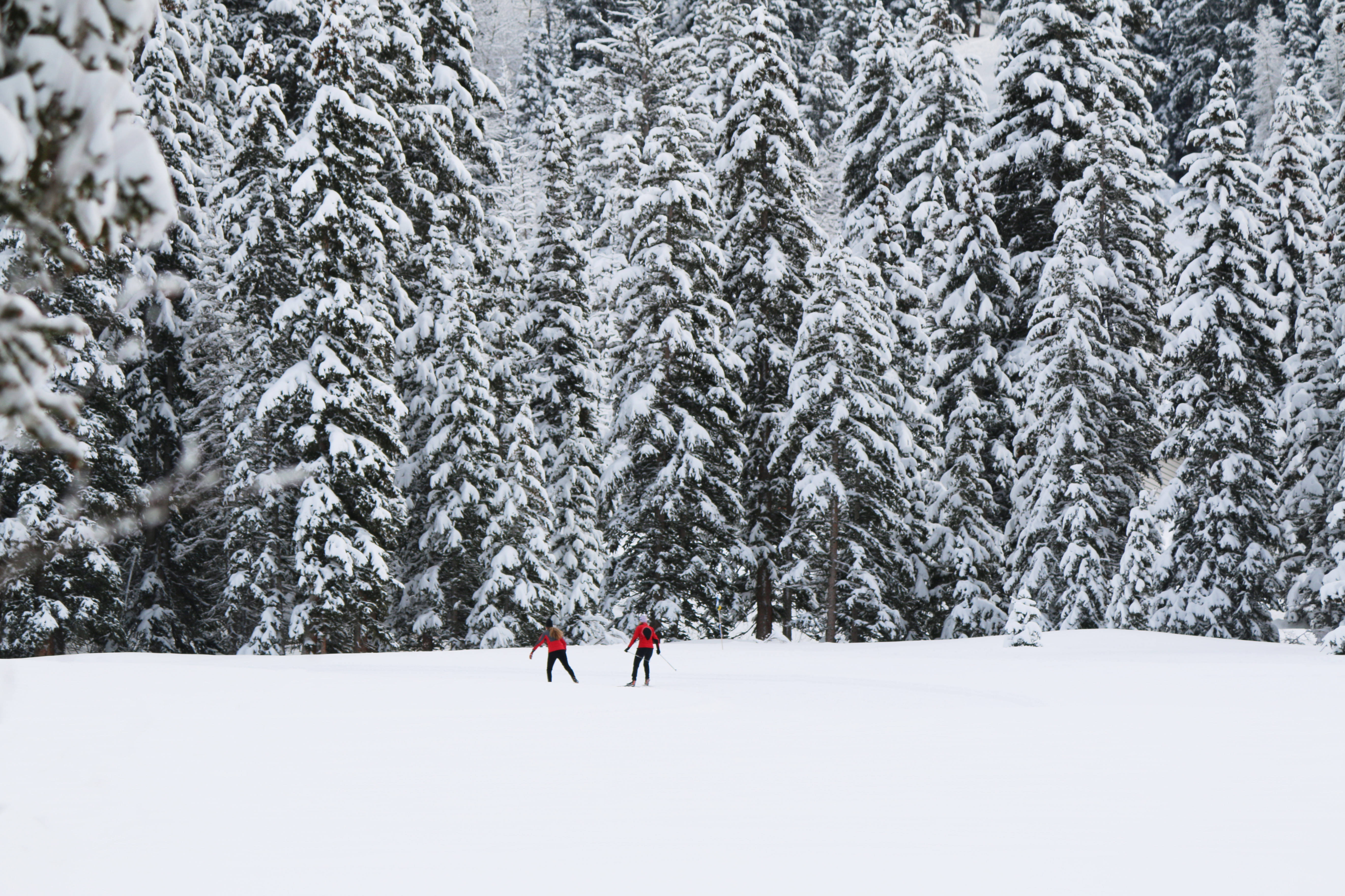 red jackets, snowy field, dense snow-laden evergreen trees, 5K Desktop Wallpaper
