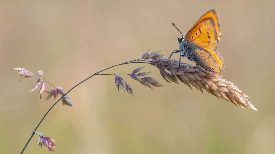 Skipper Butterfly