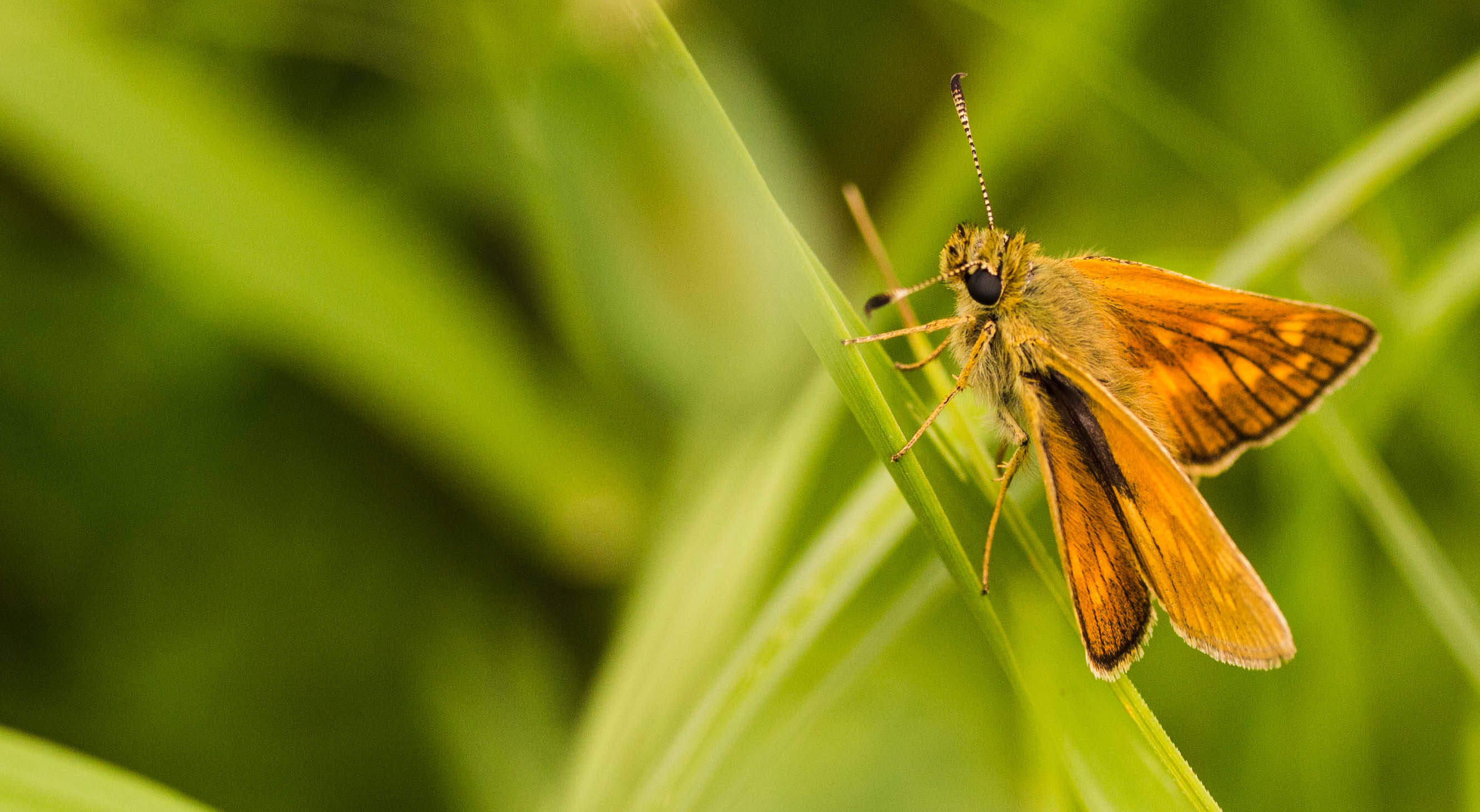 insect skipper, orange wings, sunlit green blade of grass, 2K Desktop Wallpaper