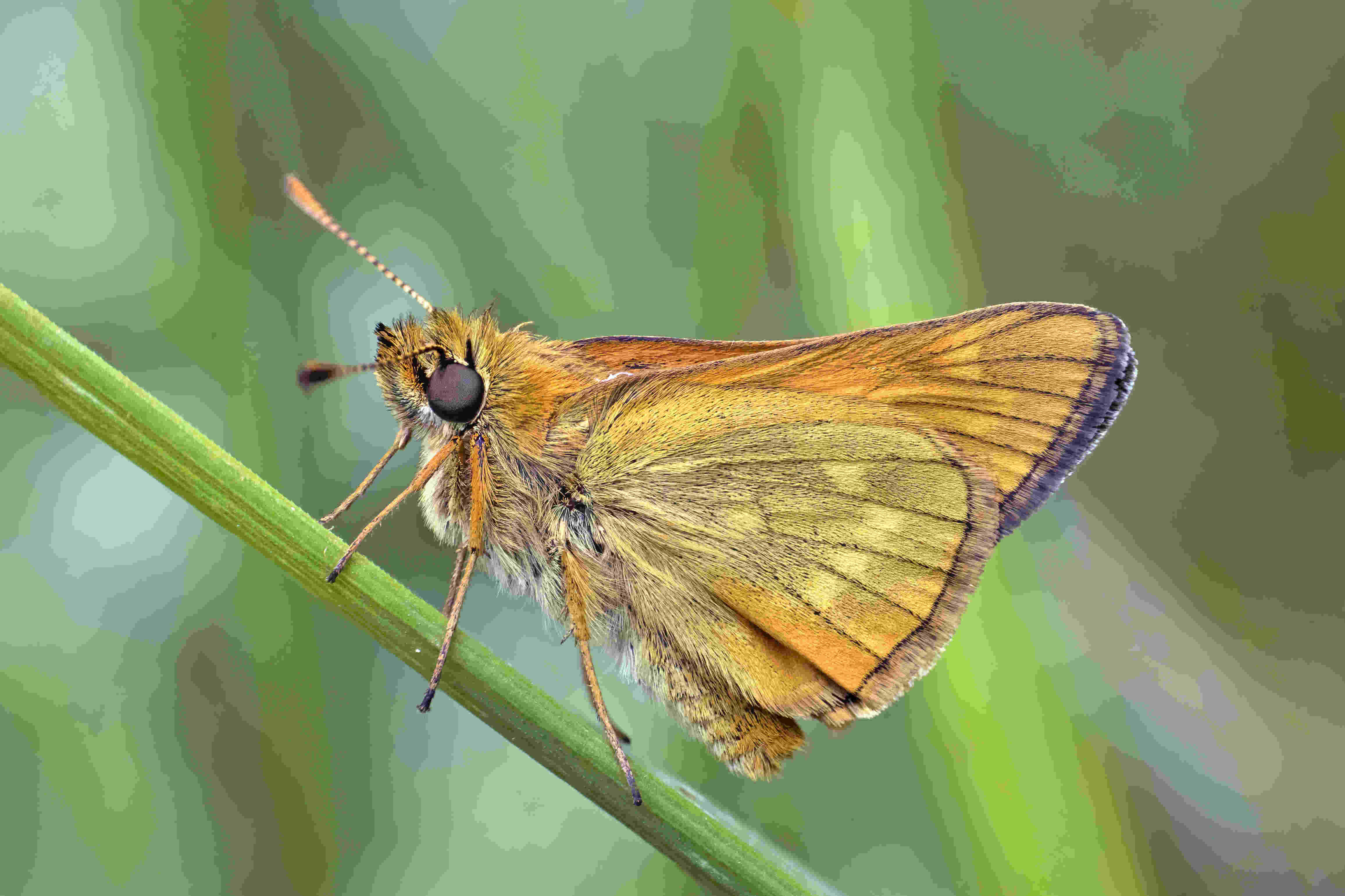 Golden Skipper Butterfly, orange and brown butterfly, green stem, 4K Desktop Wallpaper