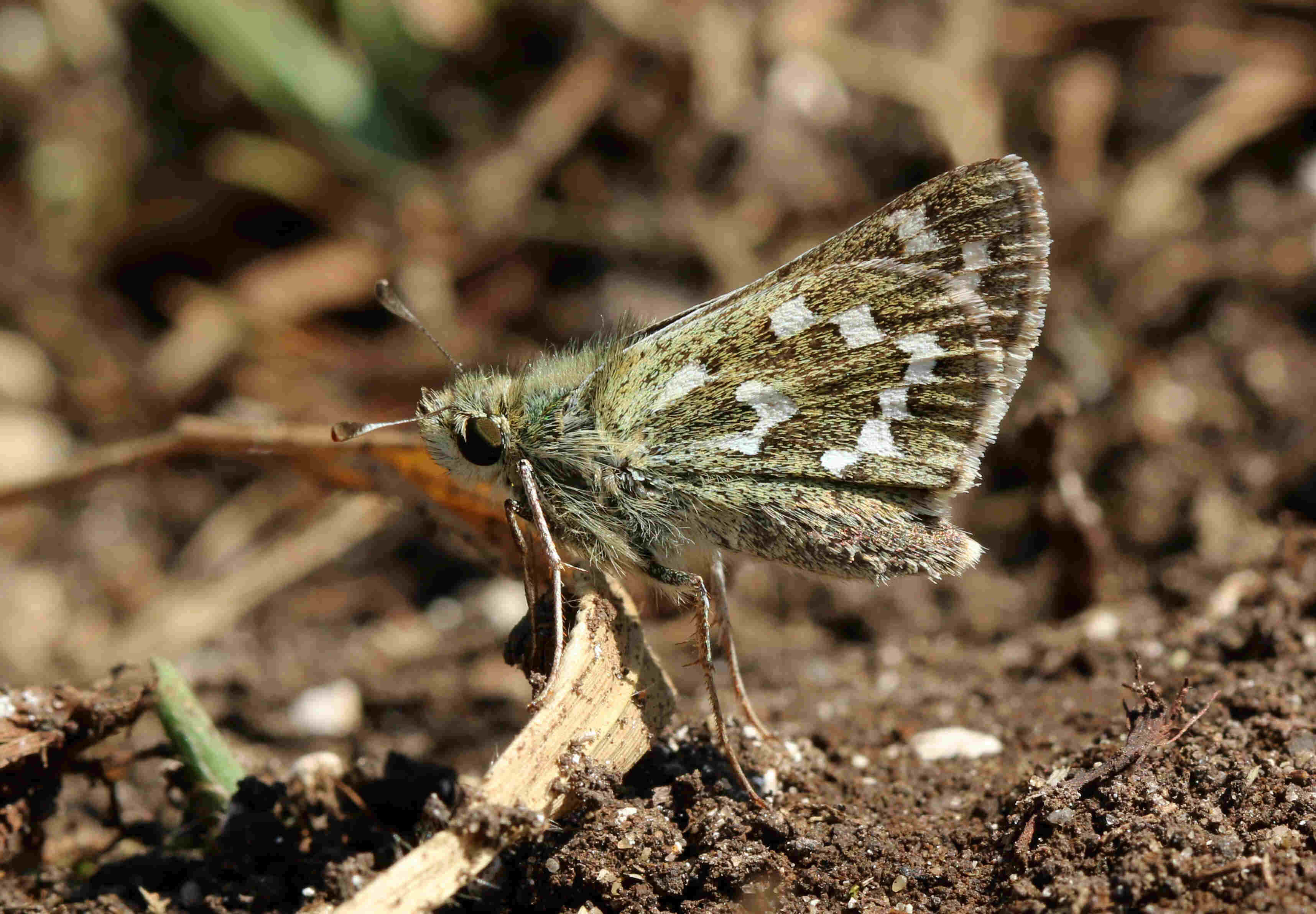 Skipper Butterfly, brown and white patterned, dry soil, 2K Desktop Wallpaper