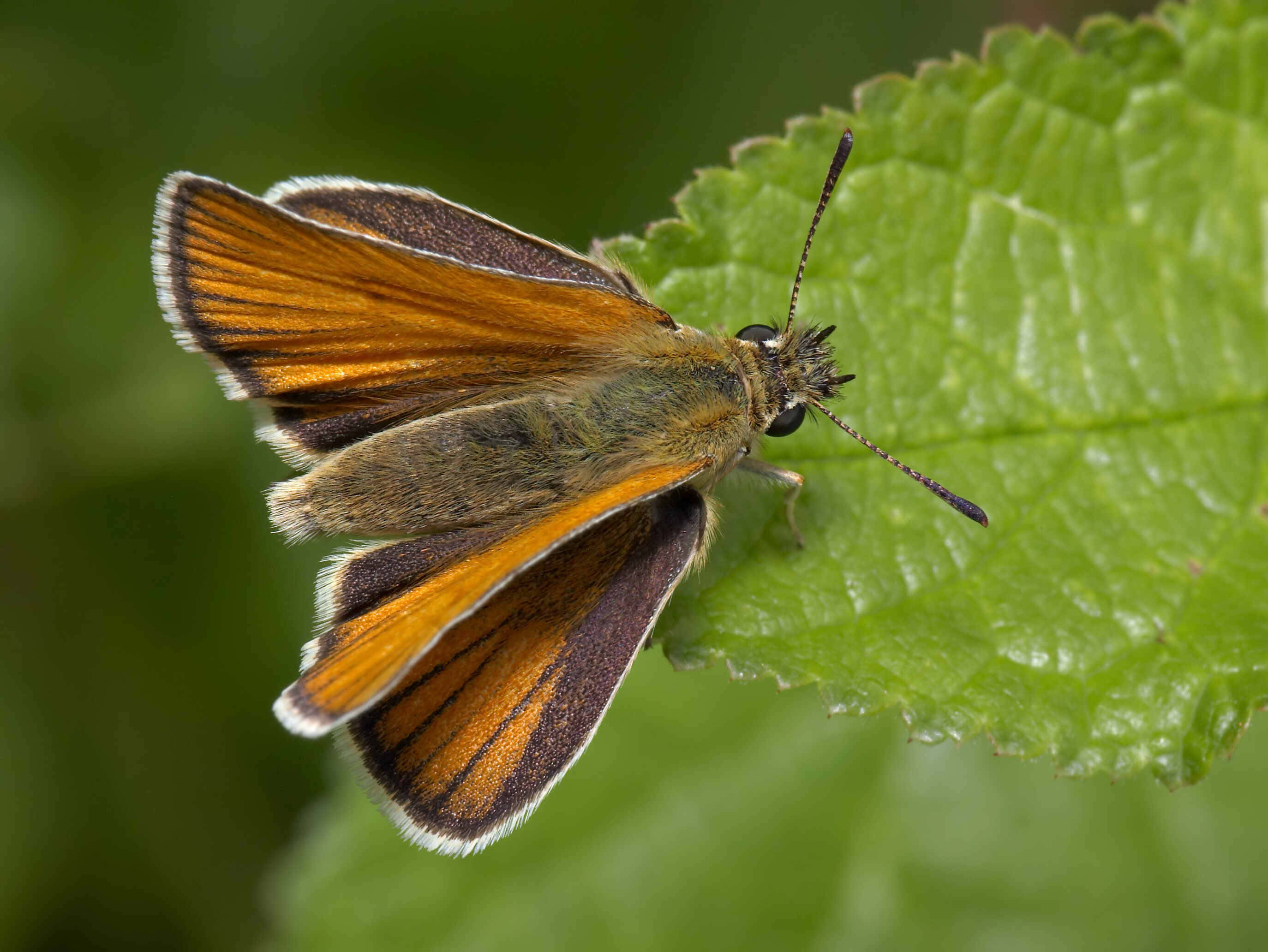 Skipper Butterfly, green leaf, orange and brown butterfly, 2K Desktop Wallpaper