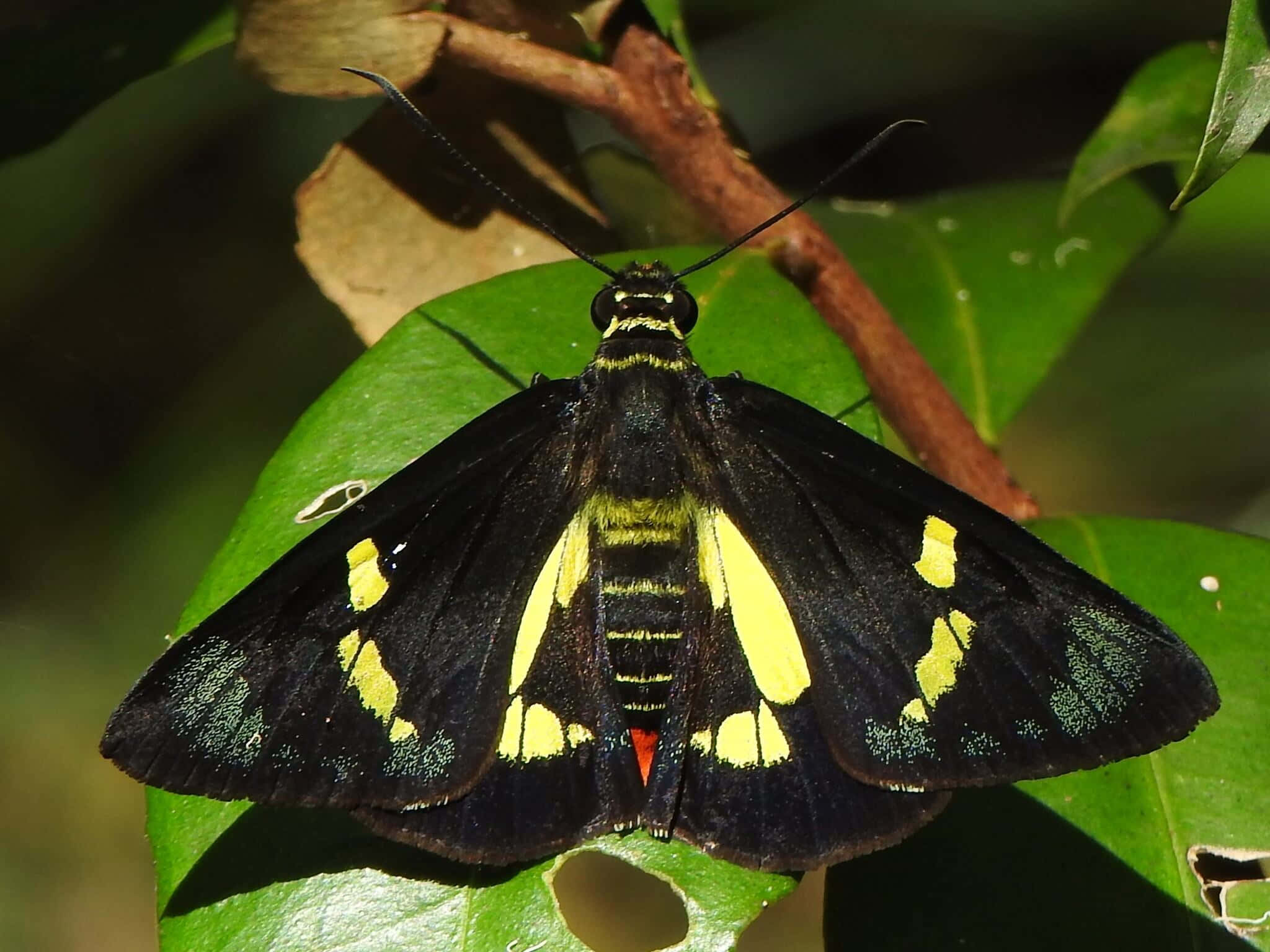 Vibrant Skipper Butterfly, black butterfly, bold yellow markings, Full HD Desktop Wallpaper