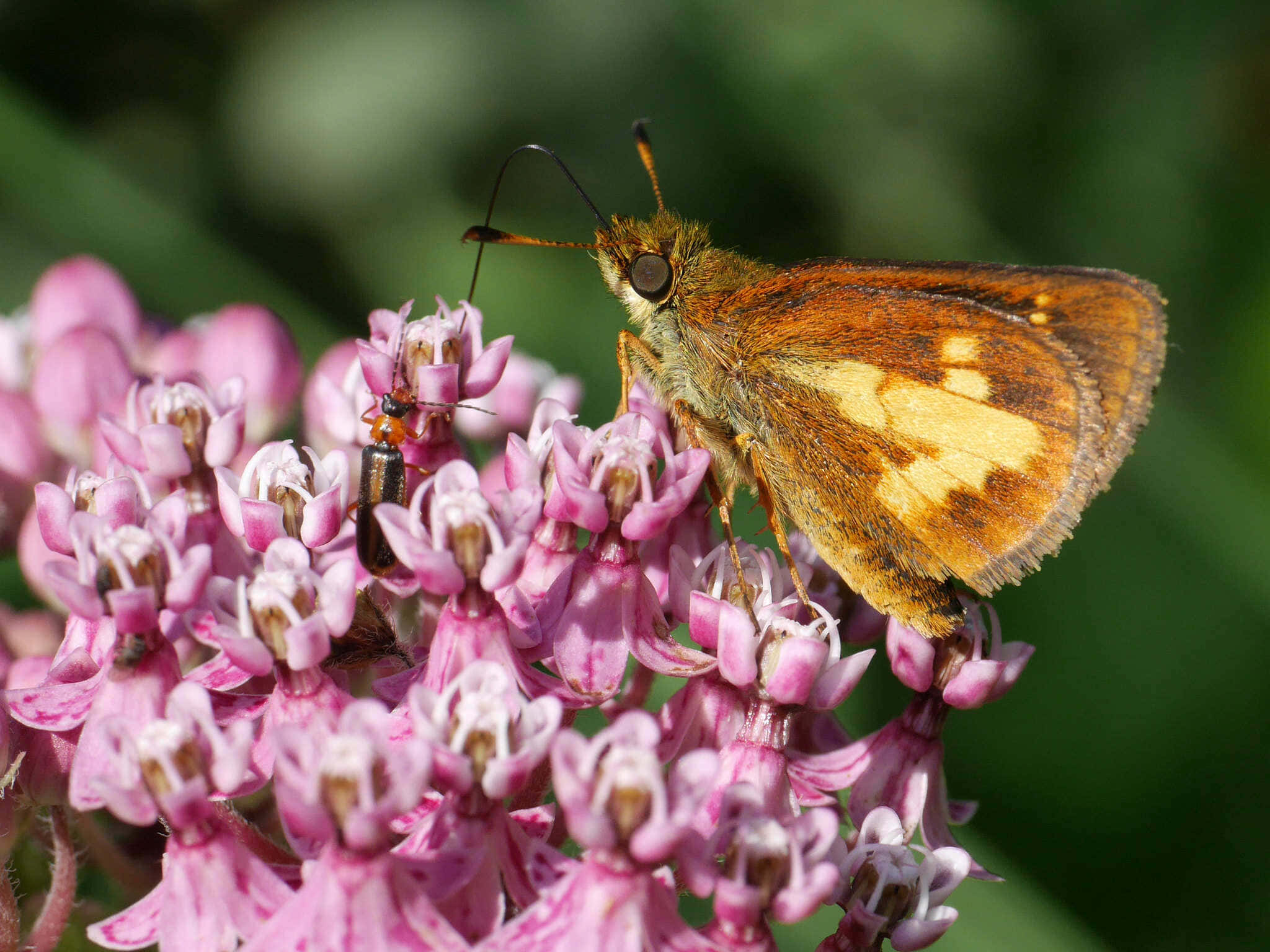 Skipper Butterfly, pink milkweed flowers, brown and yellow butterfly, Full HD Desktop Wallpaper
