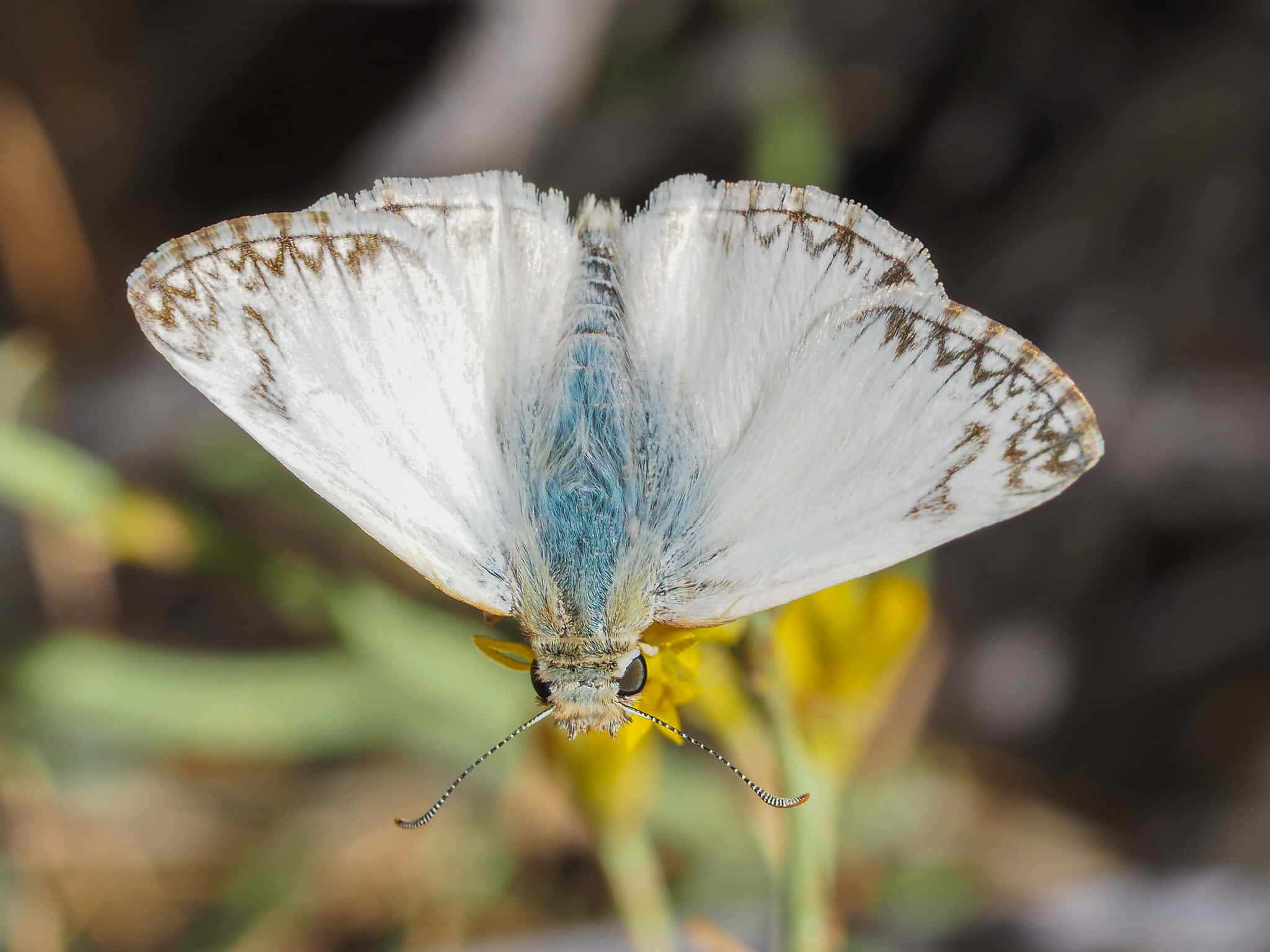 White Skipper Butterfly, yellow flower, brown patterned wings, Full HD Desktop Wallpaper