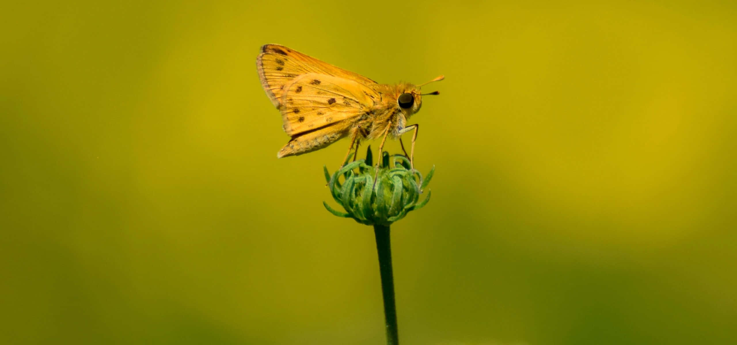 Fiery Skipper Butterfly, yellow butterfly, brown spots, 2K Desktop Wallpaper