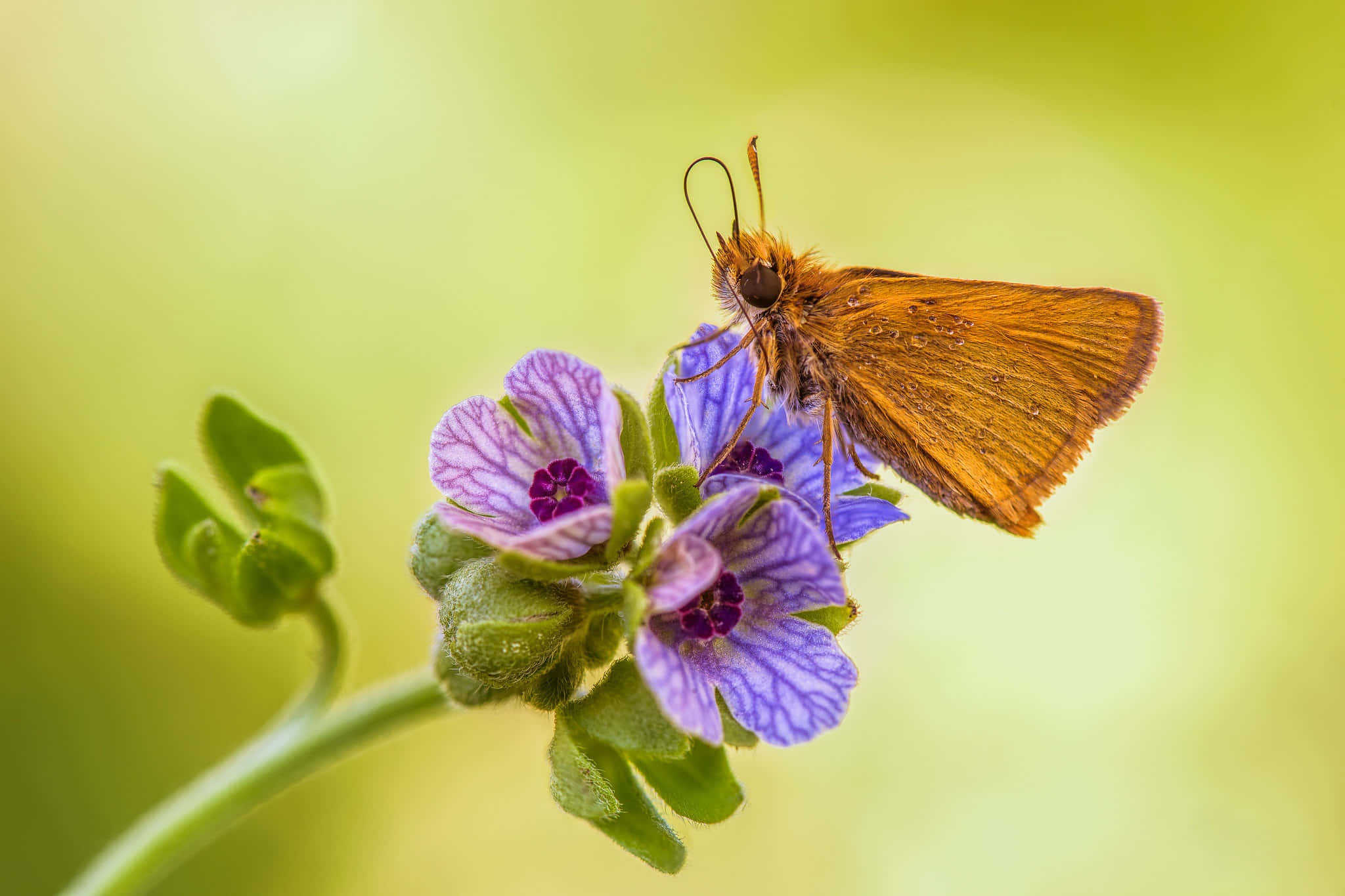 Skipper Butterfly, purple striped flowers, soft green background, Full HD Desktop Wallpaper