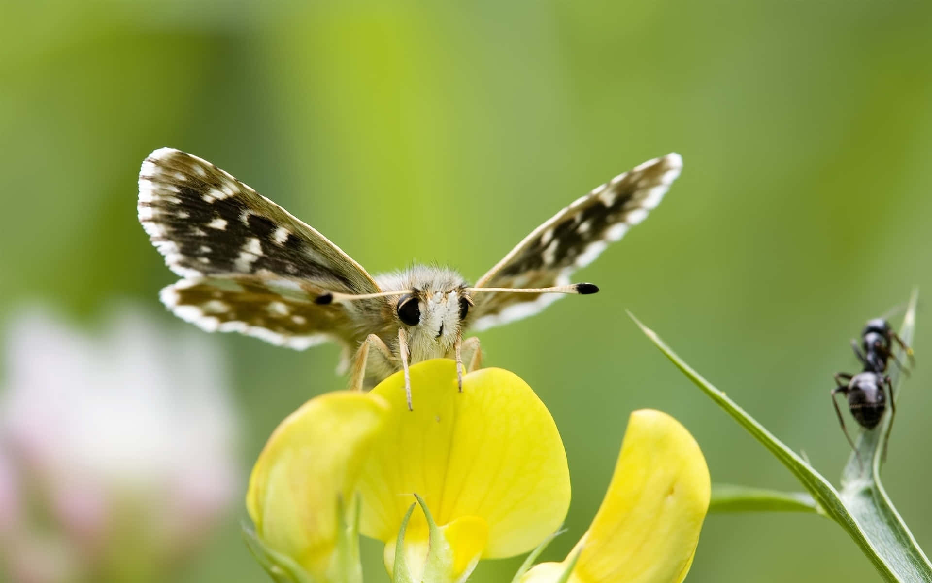 Skipper Butterfly, yellow flower, brown and white butterfly, Full HD Desktop Wallpaper