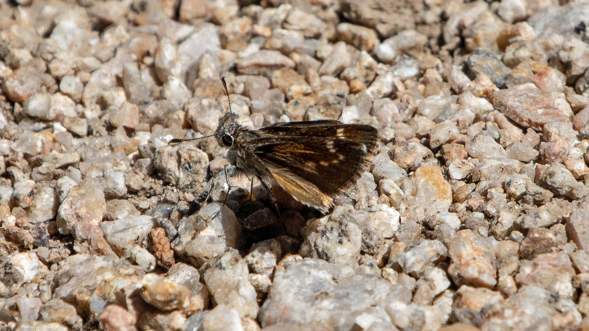 Skipper Butterfly, gravel, sunlit, Full HD Desktop Wallpaper