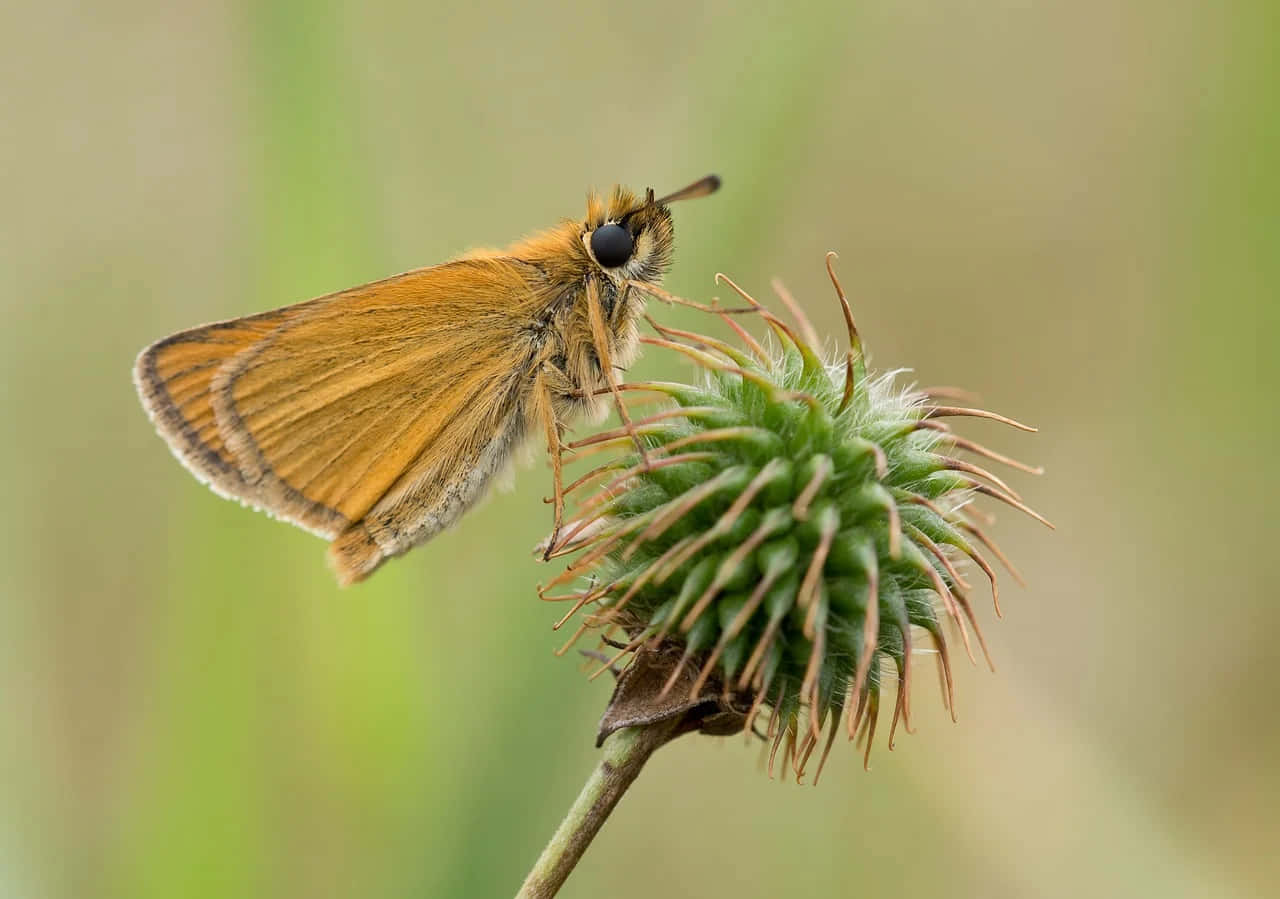 Skipper Butterfly, thistle, orange butterfly, HD Desktop Wallpaper