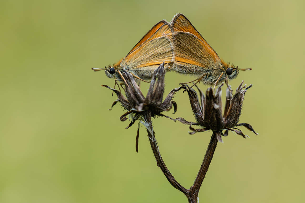 Skipper Butterfly, dried flower, orange and brown, HD Desktop Wallpaper