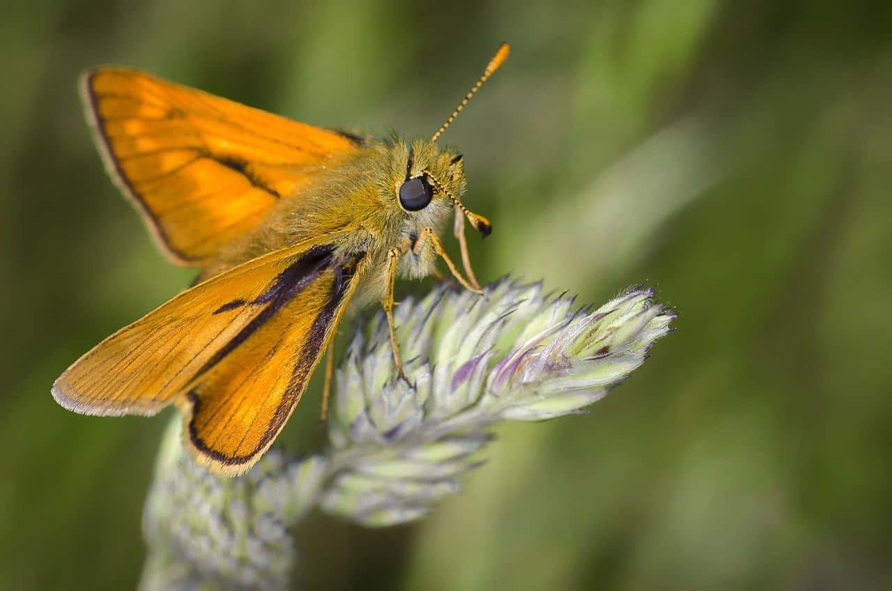 orange skipper butterfly, feathery purple flower, soft green blurred background, HD Desktop Wallpaper