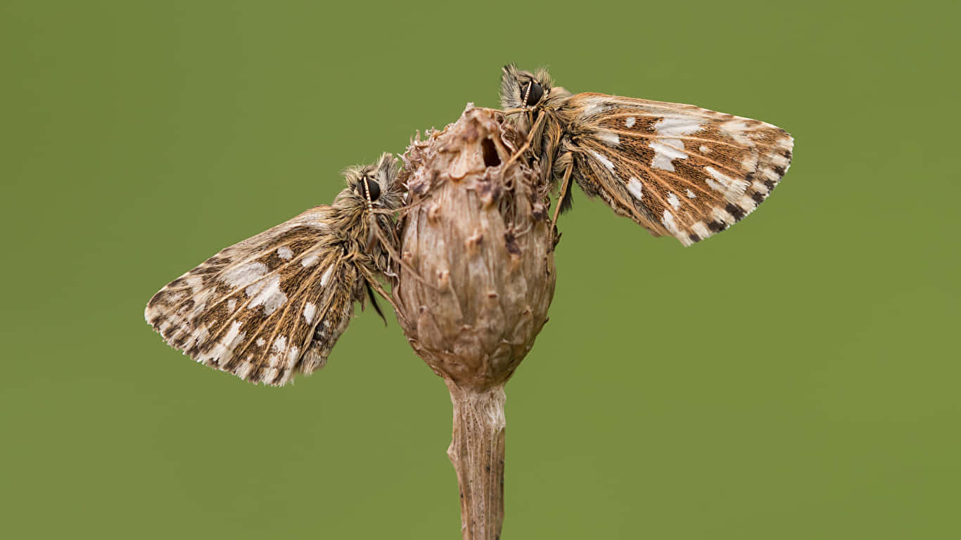 Skipper Butterfly, plant stalk, dried seed head, HD Desktop Wallpaper
