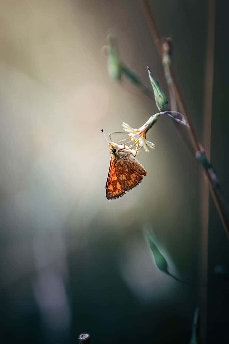 Skipper Butterfly, orange butterfly, black markings, SD Phone Wallpaper