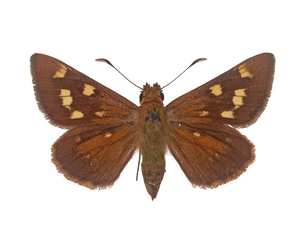 Brown Skipper Butterfly, yellow spots, wings, SD Desktop Wallpaper
