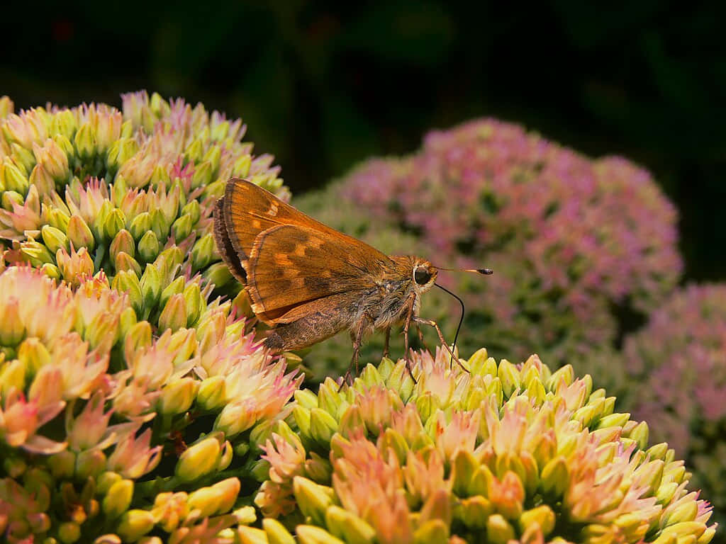 Skipper Butterfly, flower cluster, green and pink succulent flowers, SD Desktop Wallpaper