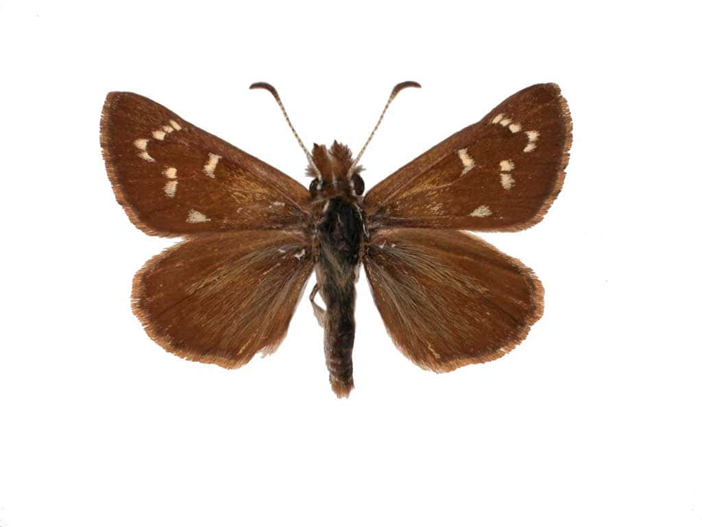 Brown Skipper Butterfly, white spots, wings, SD Desktop Wallpaper