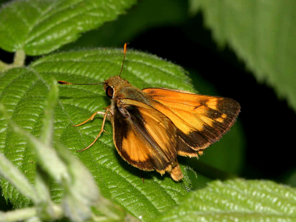 Vibrant Skipper Butterfly, green leaf, textured green leaf, SD Desktop Wallpaper