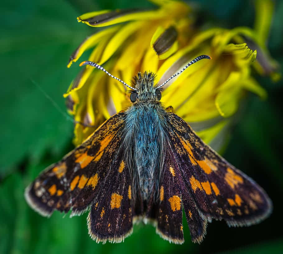 Skipper Butterfly, orange spots, dark wings, SD Desktop Wallpaper