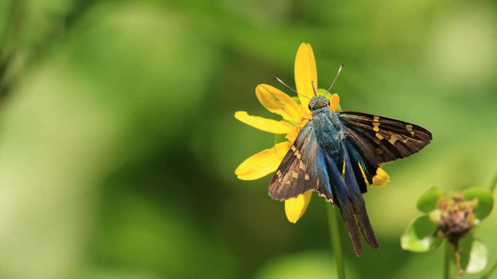 Skipper Butterfly, yellow flower, vibrant blue, SD Desktop Wallpaper