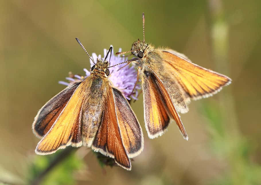 Skipper Butterfly, orange, brown, SD Desktop Wallpaper