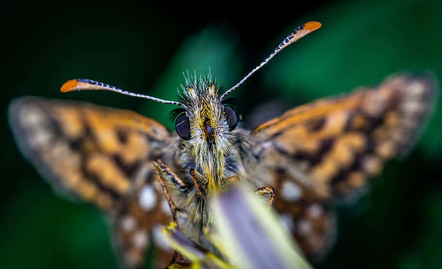 Skipper Butterfly, brown, orange, SD Desktop Wallpaper