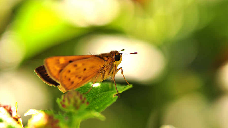 Skipper Butterfly, green leaf, orange butterfly, SD Desktop Wallpaper