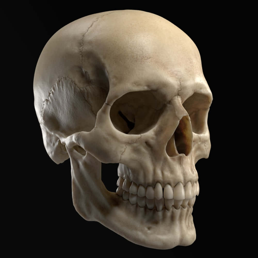 3D Skull, black background, human skull, SD Desktop Wallpaper