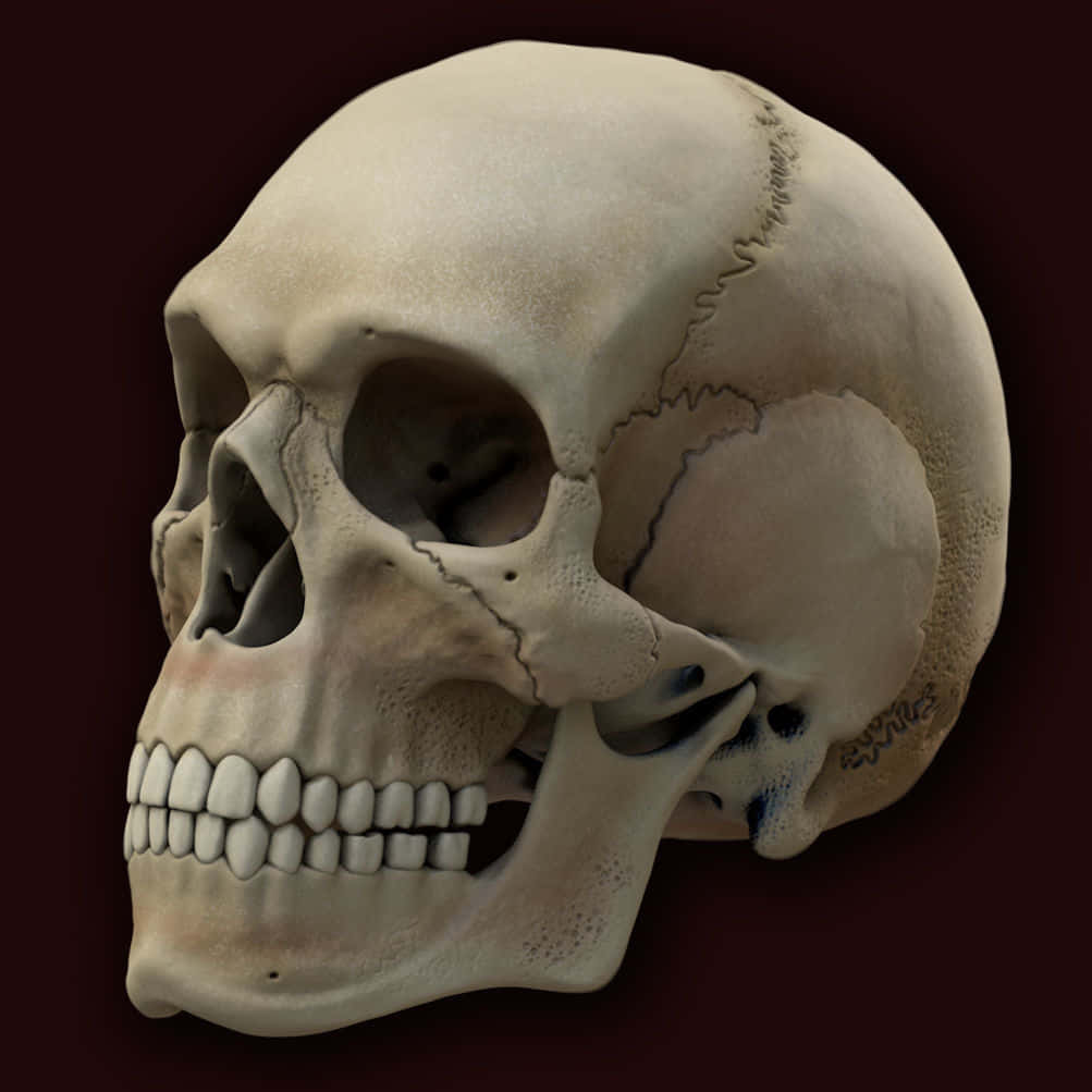3D Skull Artwork, human skull, visible cracks, SD Desktop Wallpaper