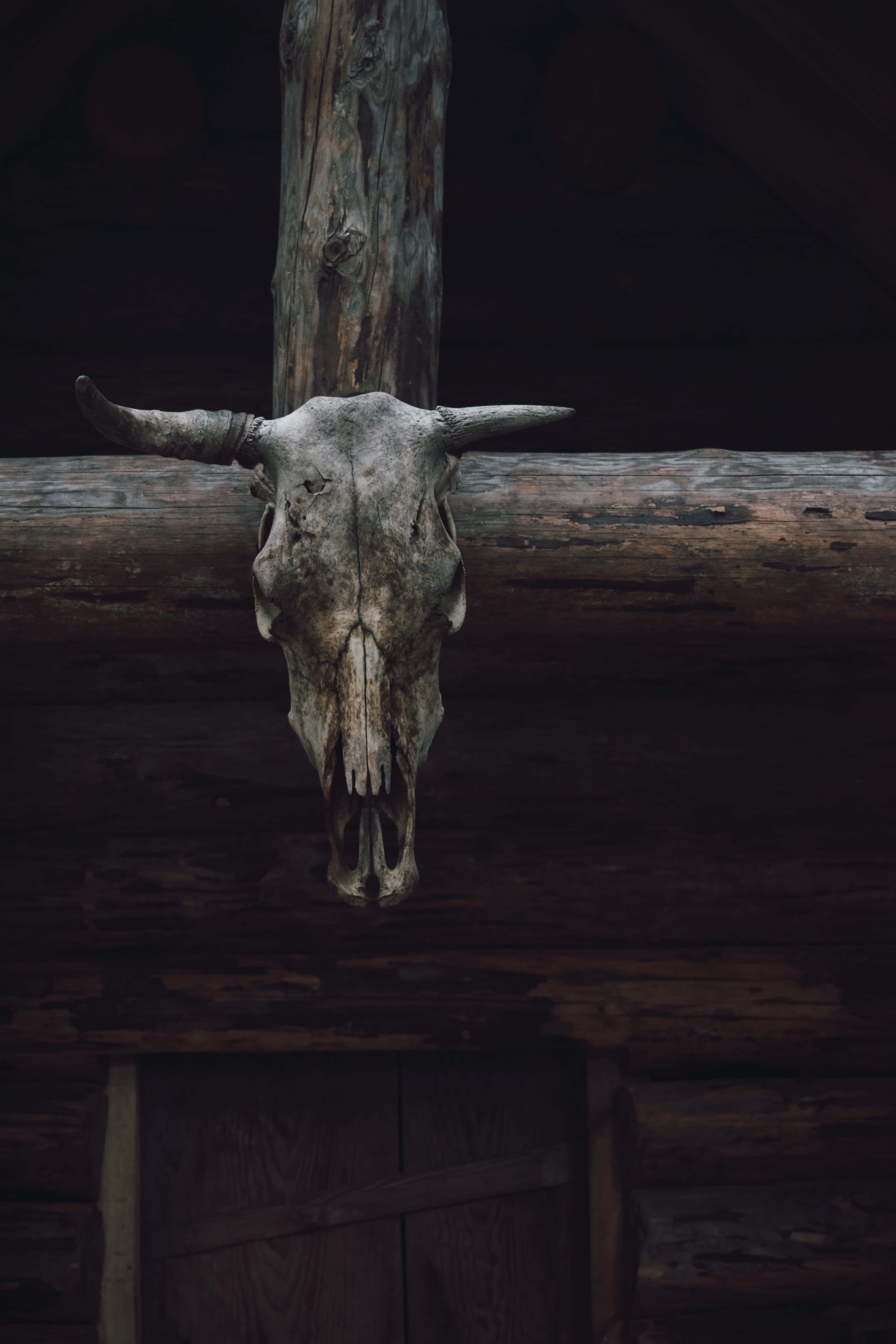 bull skull, rustic wooden log wall, dimly lit cabin, 5K Phone Wallpaper