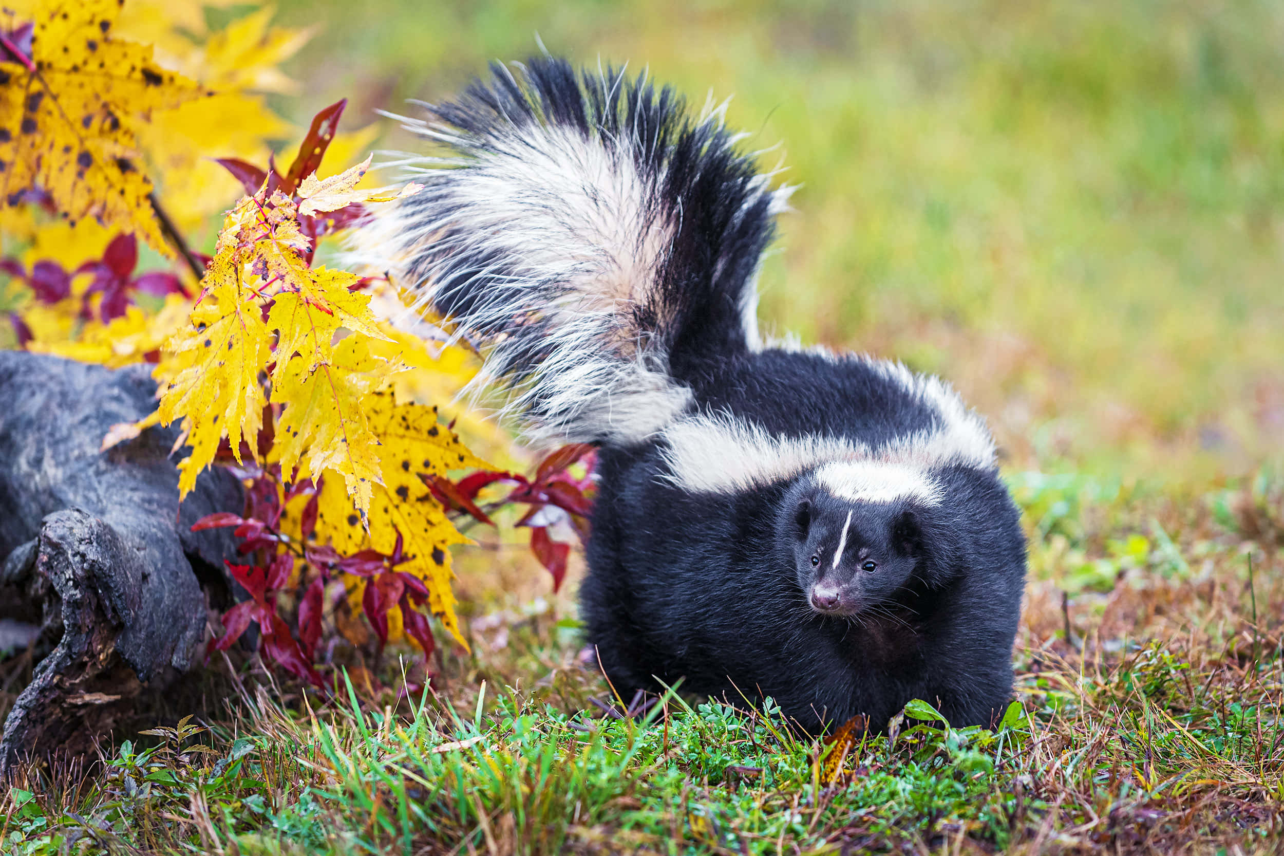 autumn skunkin nature, skunk, bushy black and white tail, Full HD Desktop Wallpaper