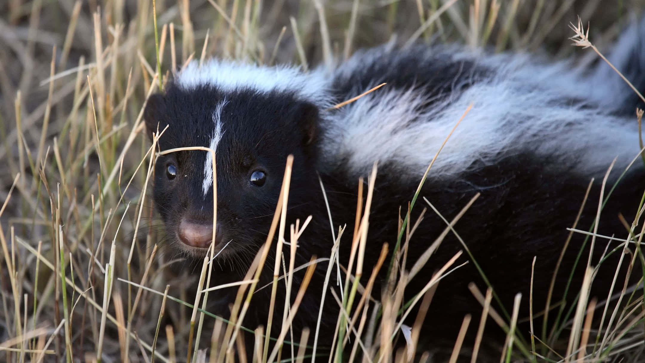 skunk, black and white fur, dry golden grass, Full HD Desktop Wallpaper