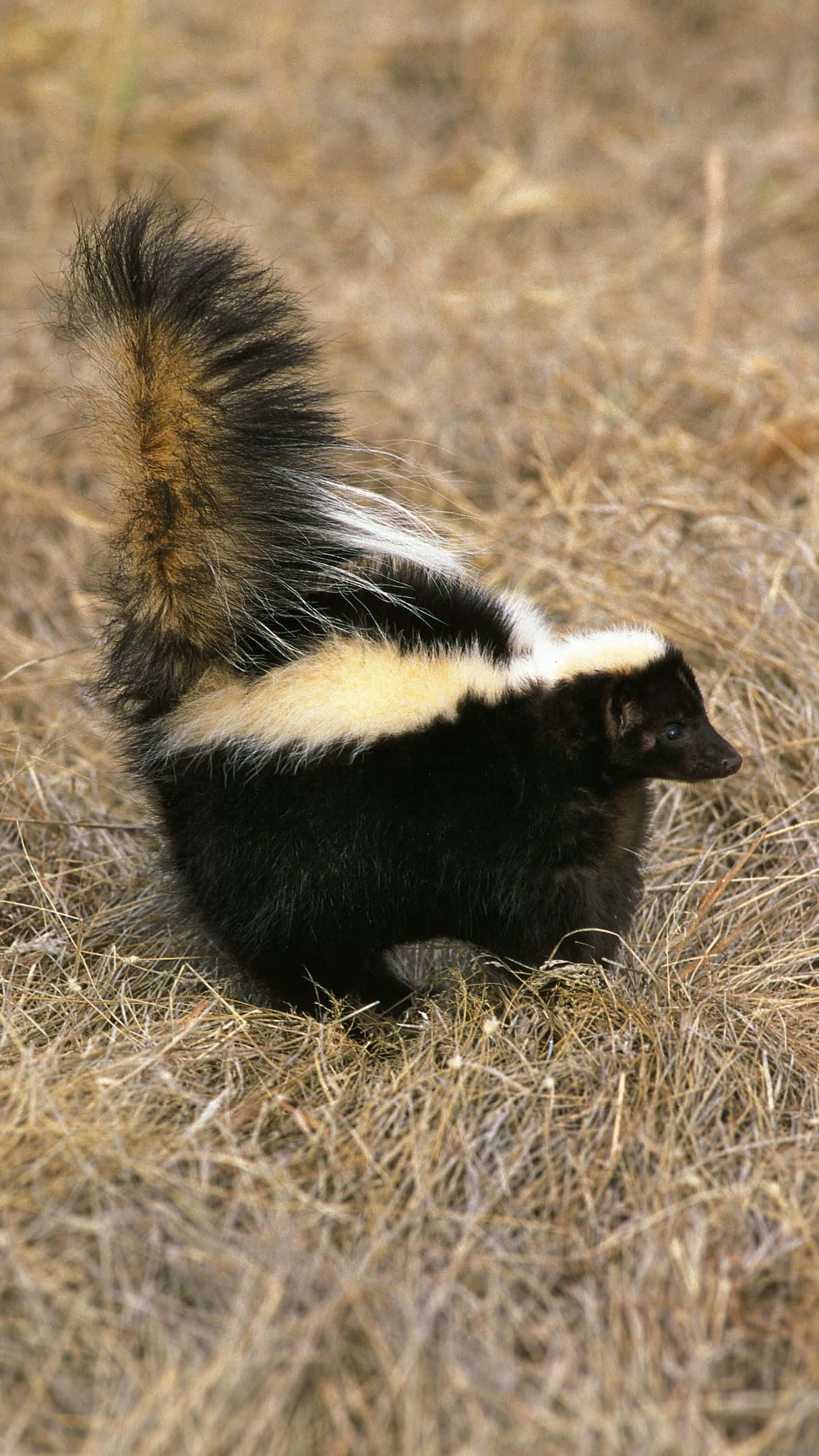 skunk, bushy tail, dry golden grass, Full HD Phone Wallpaper