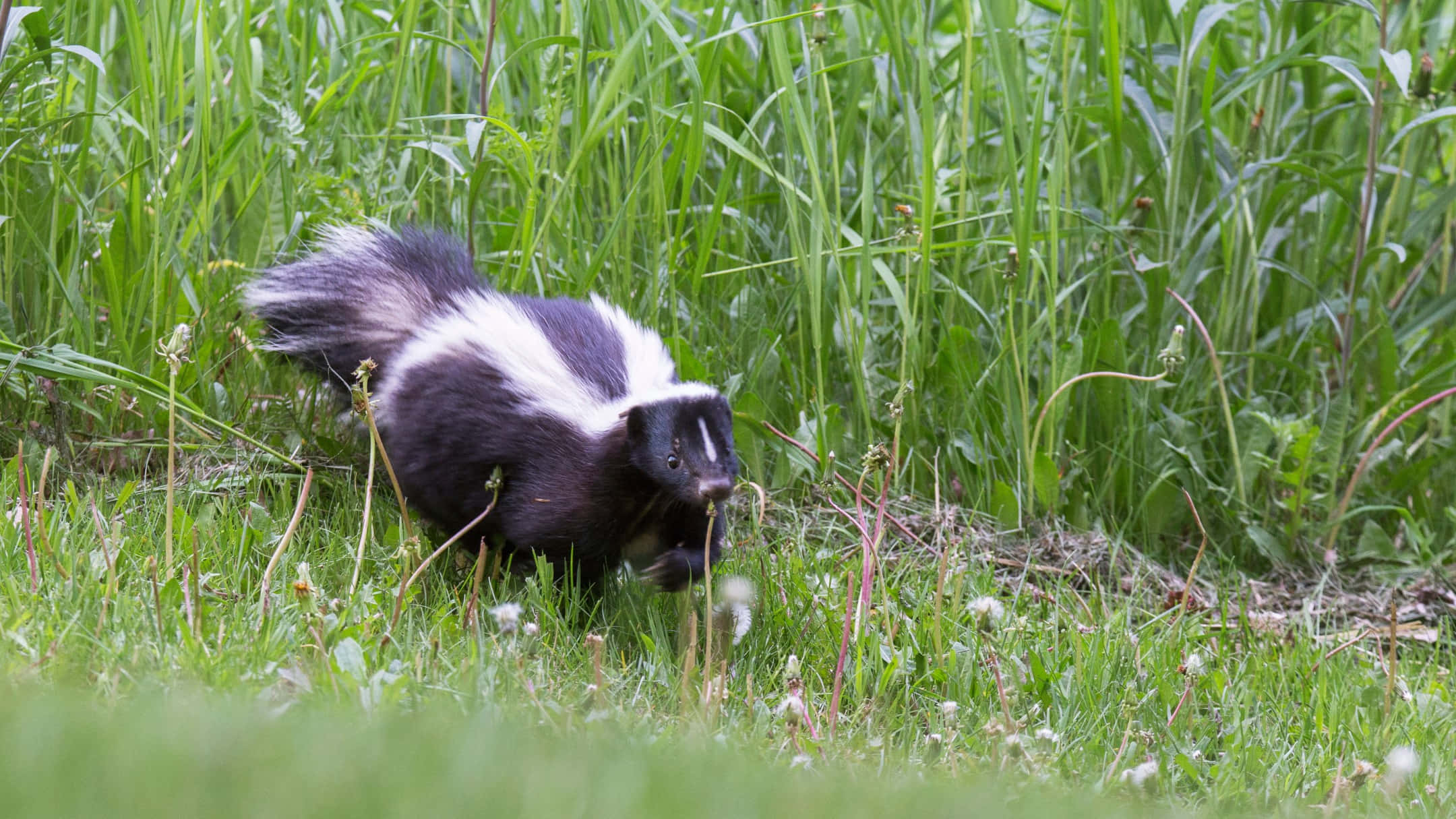 skunk, black and white striped, tall green grass, Full HD Desktop Wallpaper
