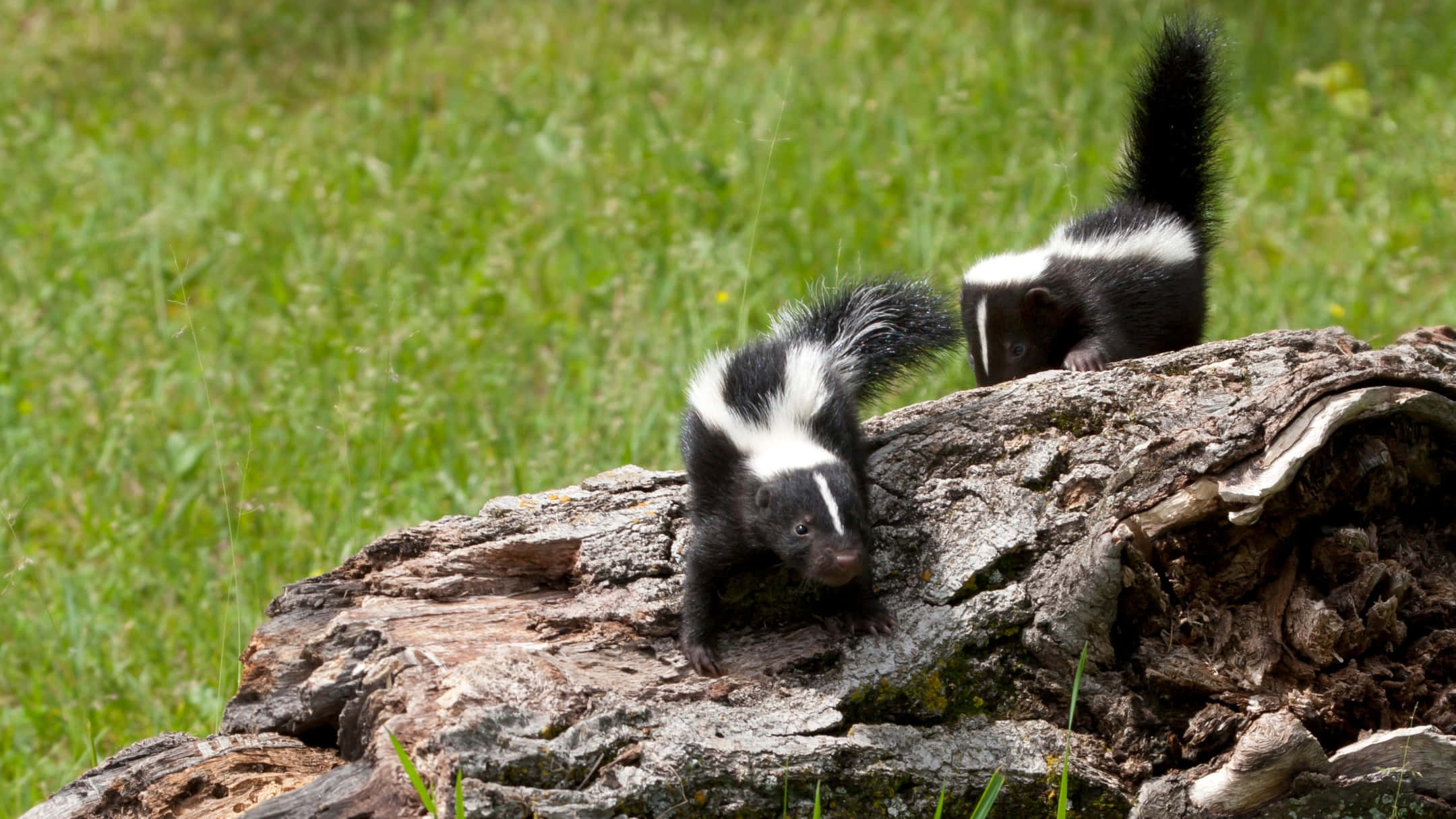 skunks, mossy log, sunlit grassy field, Full HD Desktop Wallpaper
