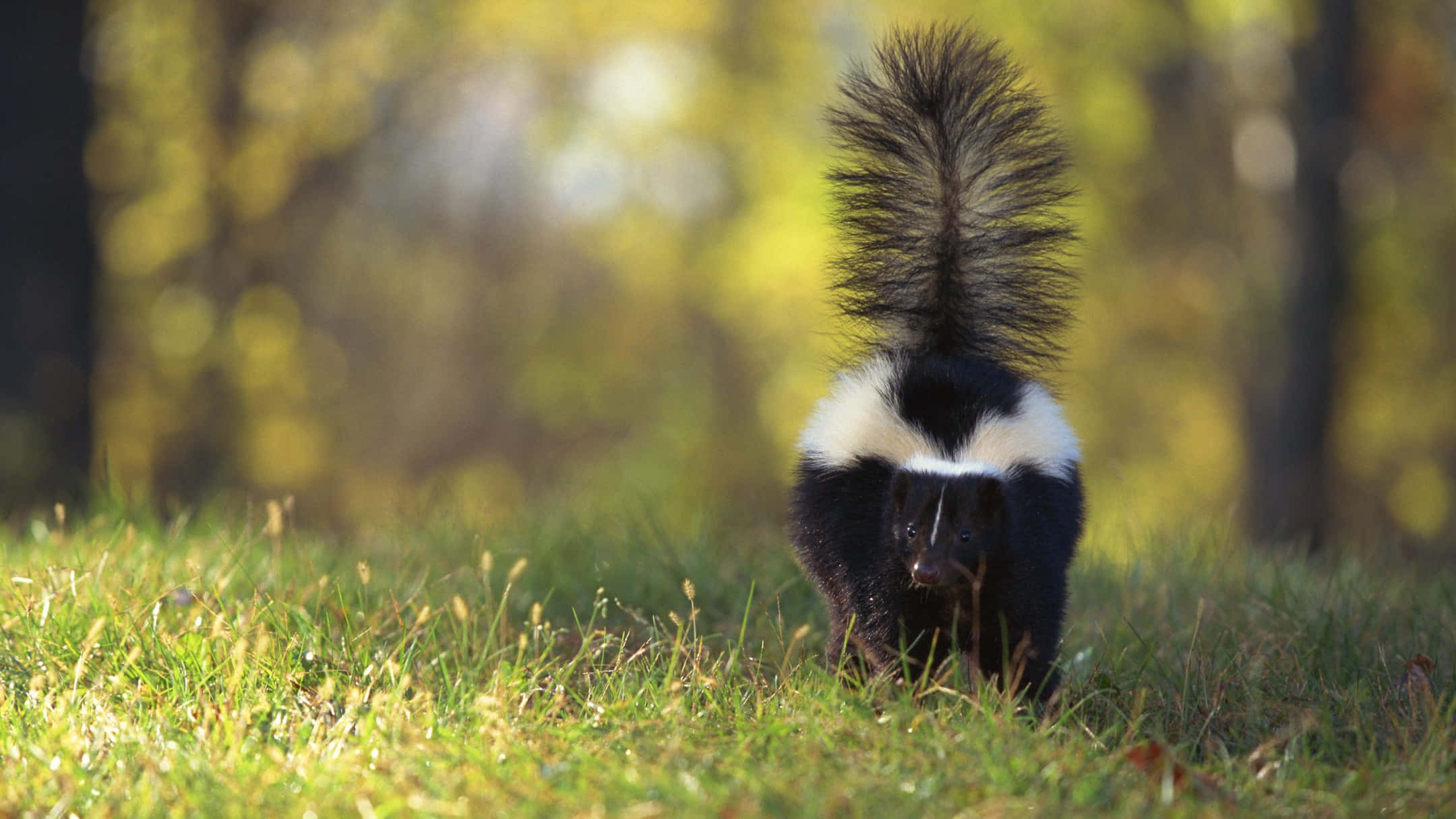 skunk, bushy tail, sunlit grass, Full HD Desktop Wallpaper