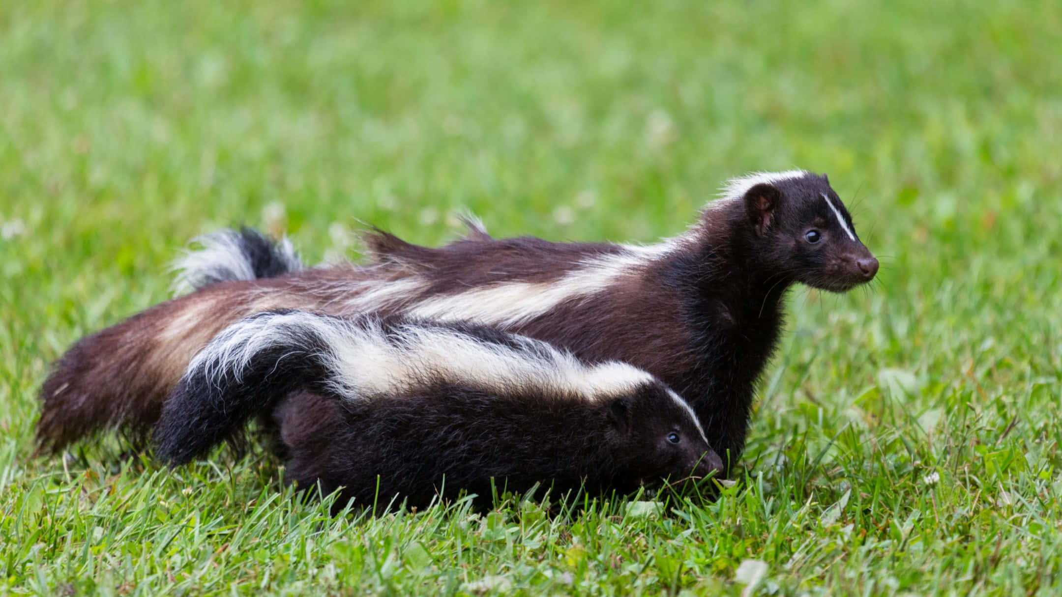 skunks, black and white fur, vibrant green grass, Full HD Desktop Wallpaper