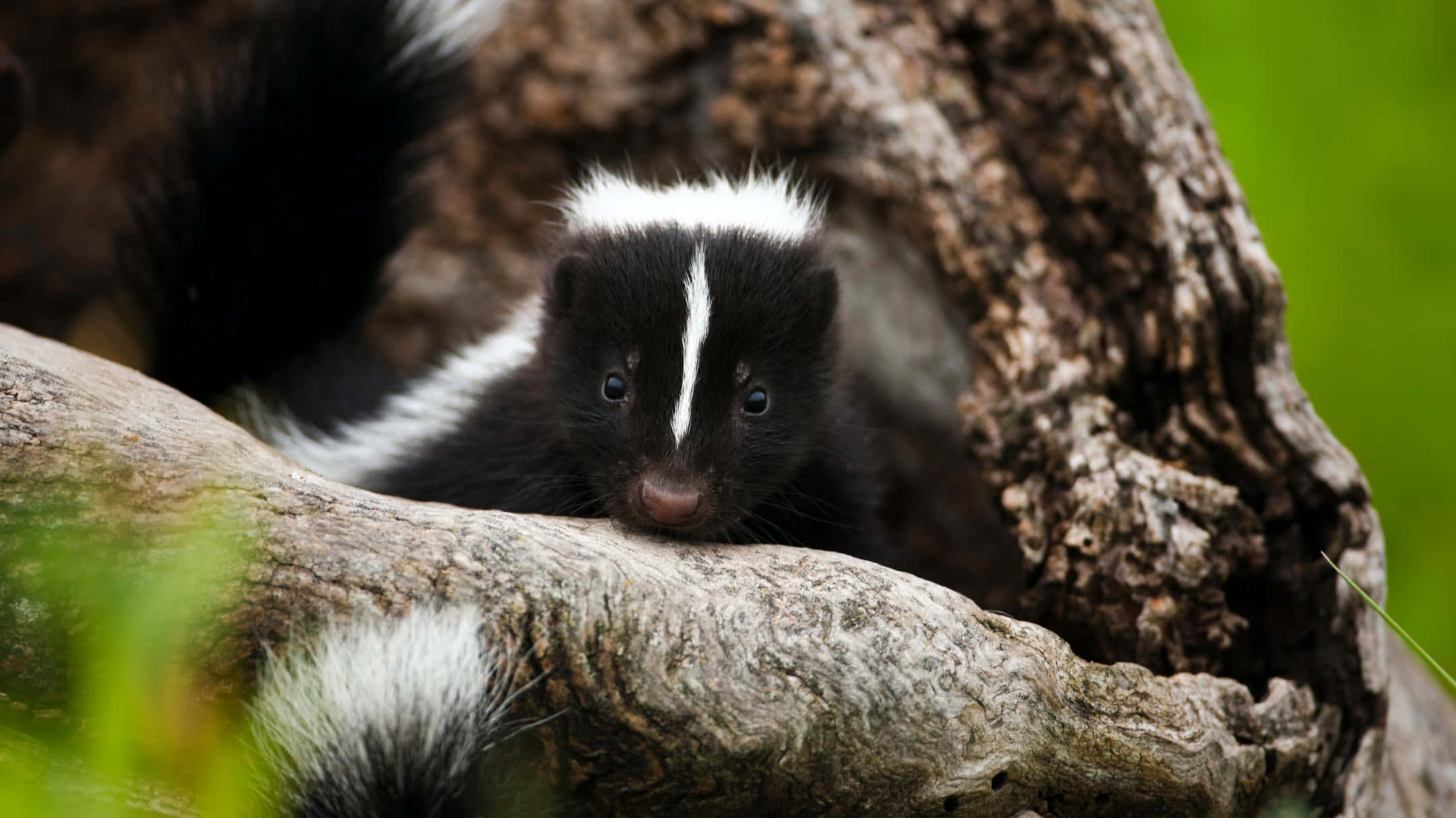skunk, tree hollow, weathered tree trunk, Full HD Desktop Wallpaper