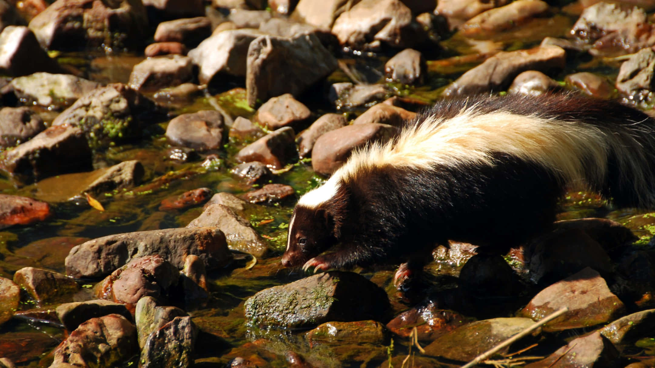 skunk, black and white fur, wet rocks, Full HD Desktop Wallpaper