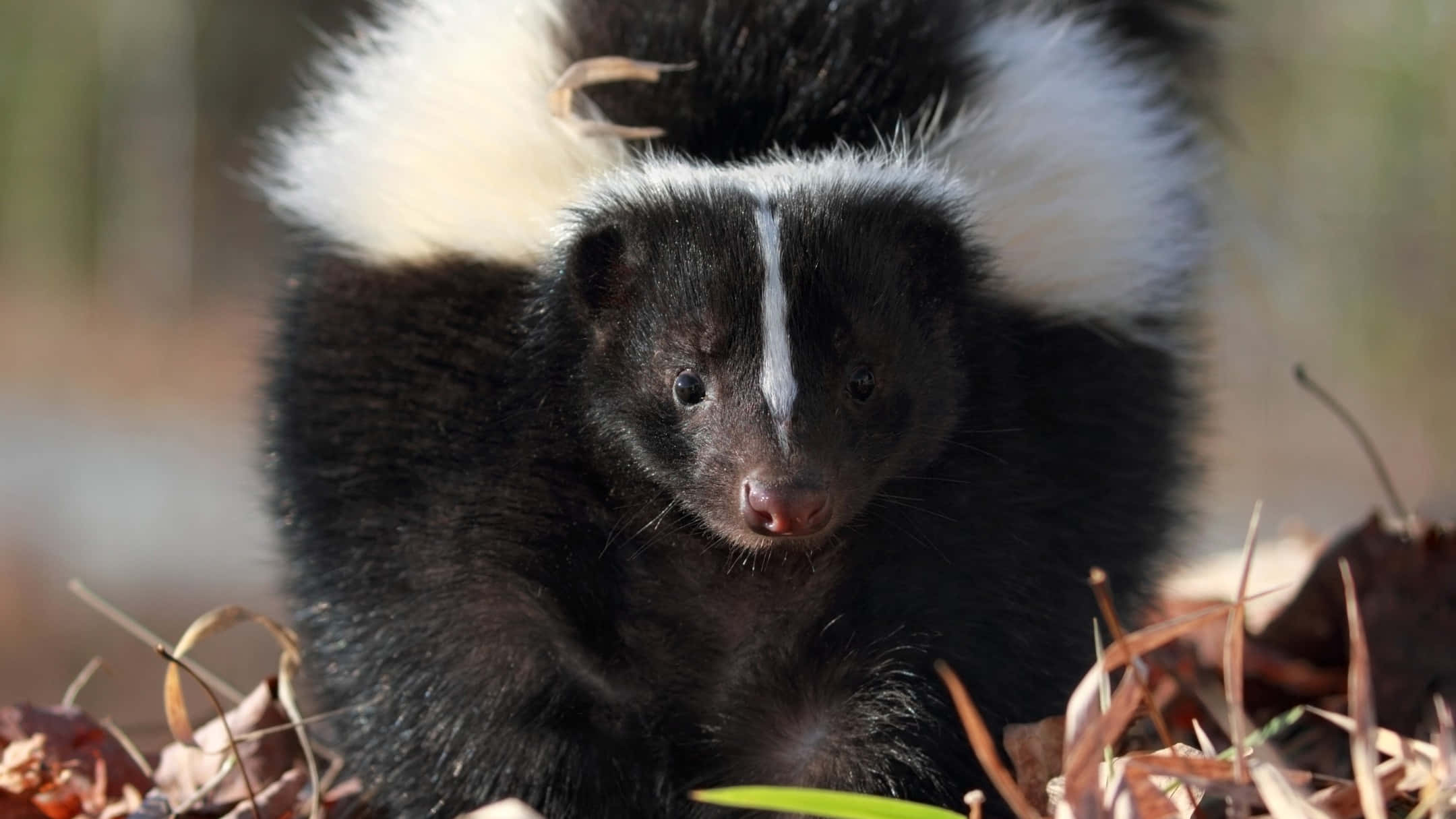 skunk, black fur, white stripe, Full HD Desktop Wallpaper