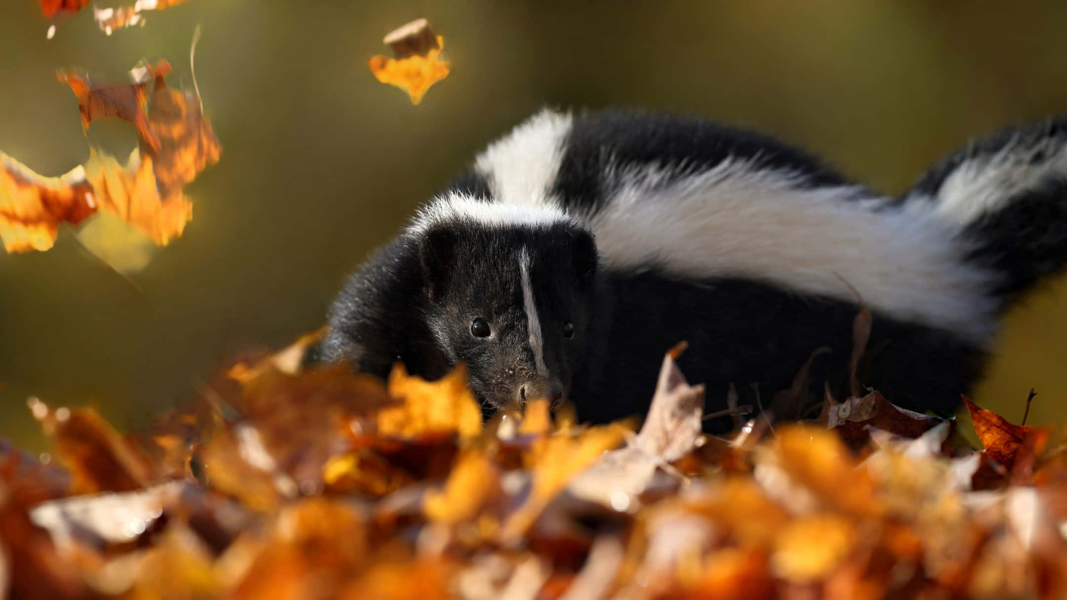 autumn, skunk, black and white fur, Full HD Desktop Wallpaper