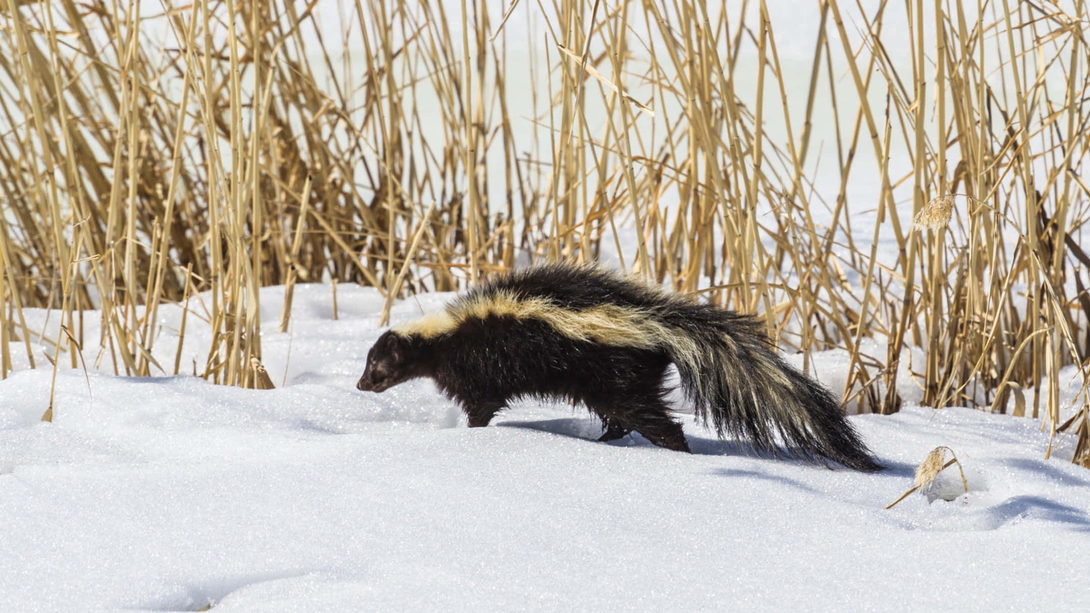 skunk, black and white striped, deep snow, Full HD Desktop Wallpaper