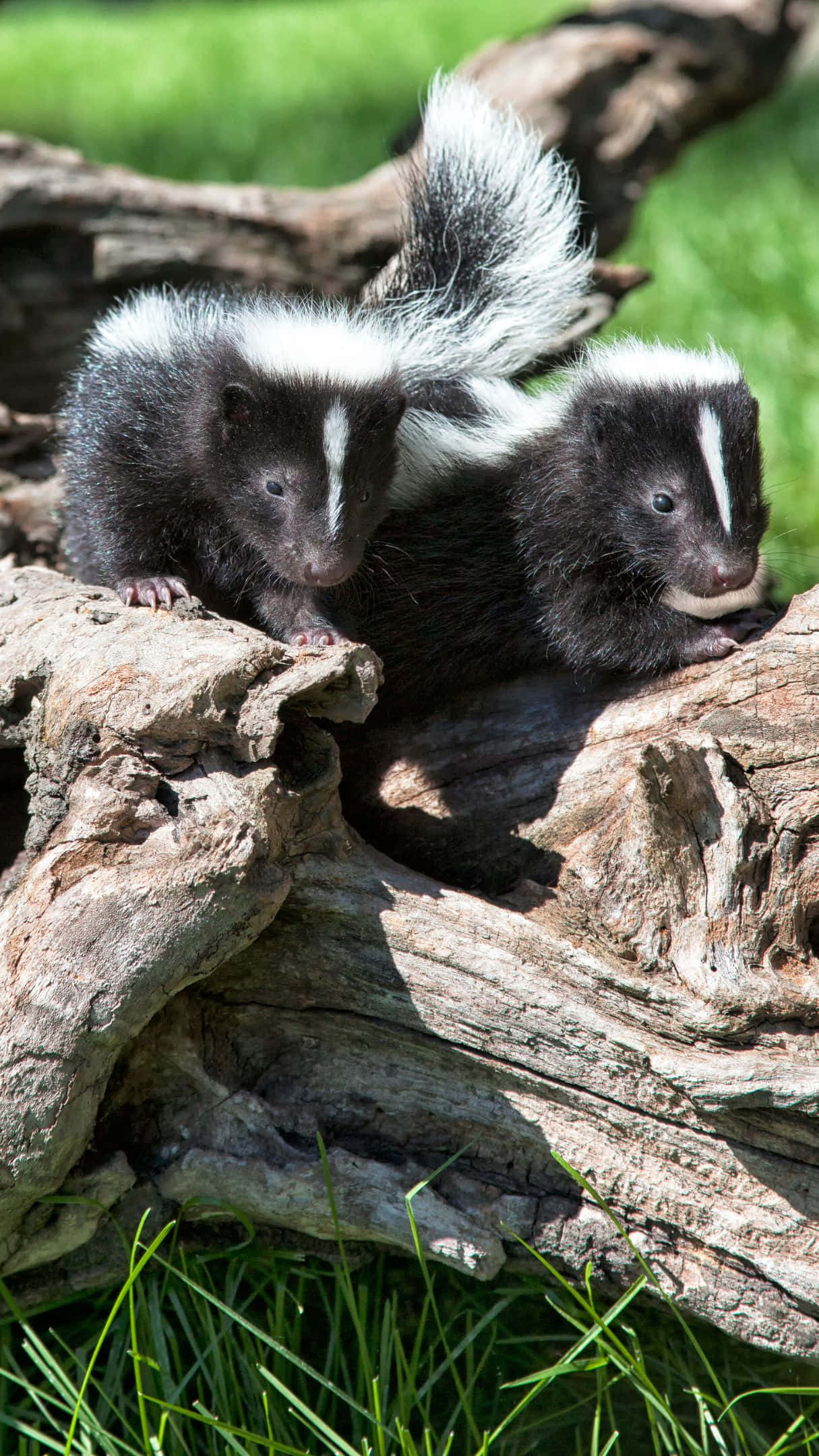 baby skunks, black and white fur, weathered log, Full HD Phone Wallpaper
