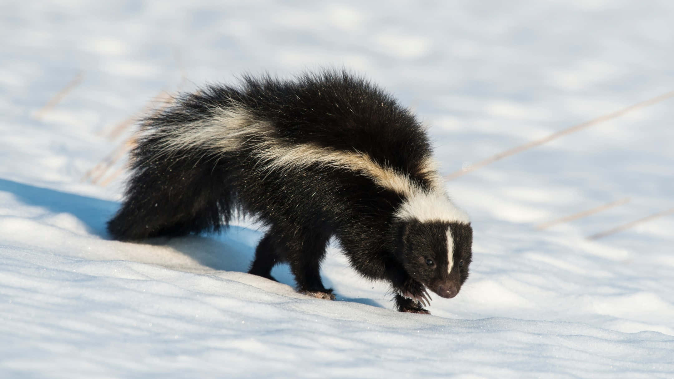 Skunk, black fur, white stripe, Full HD Desktop Wallpaper