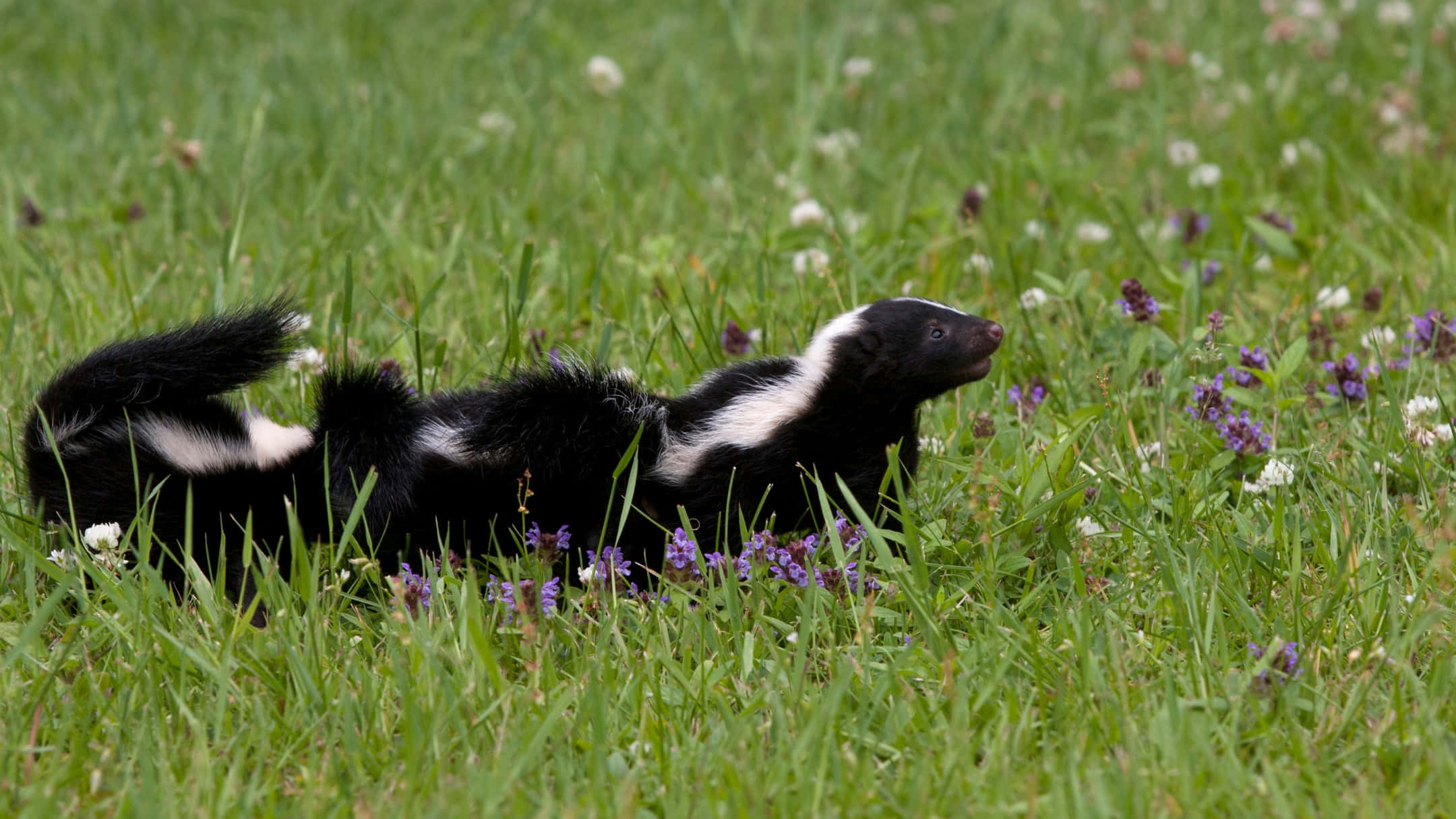 skunk, black and white striped, vibrant green meadow, Full HD Desktop Wallpaper