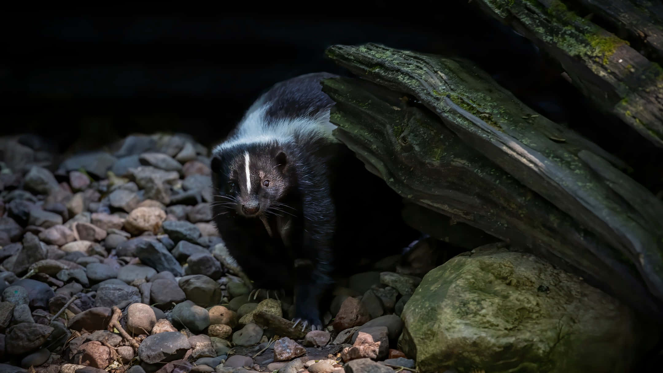 skunk, black and white striped, mossy log, Full HD Desktop Wallpaper