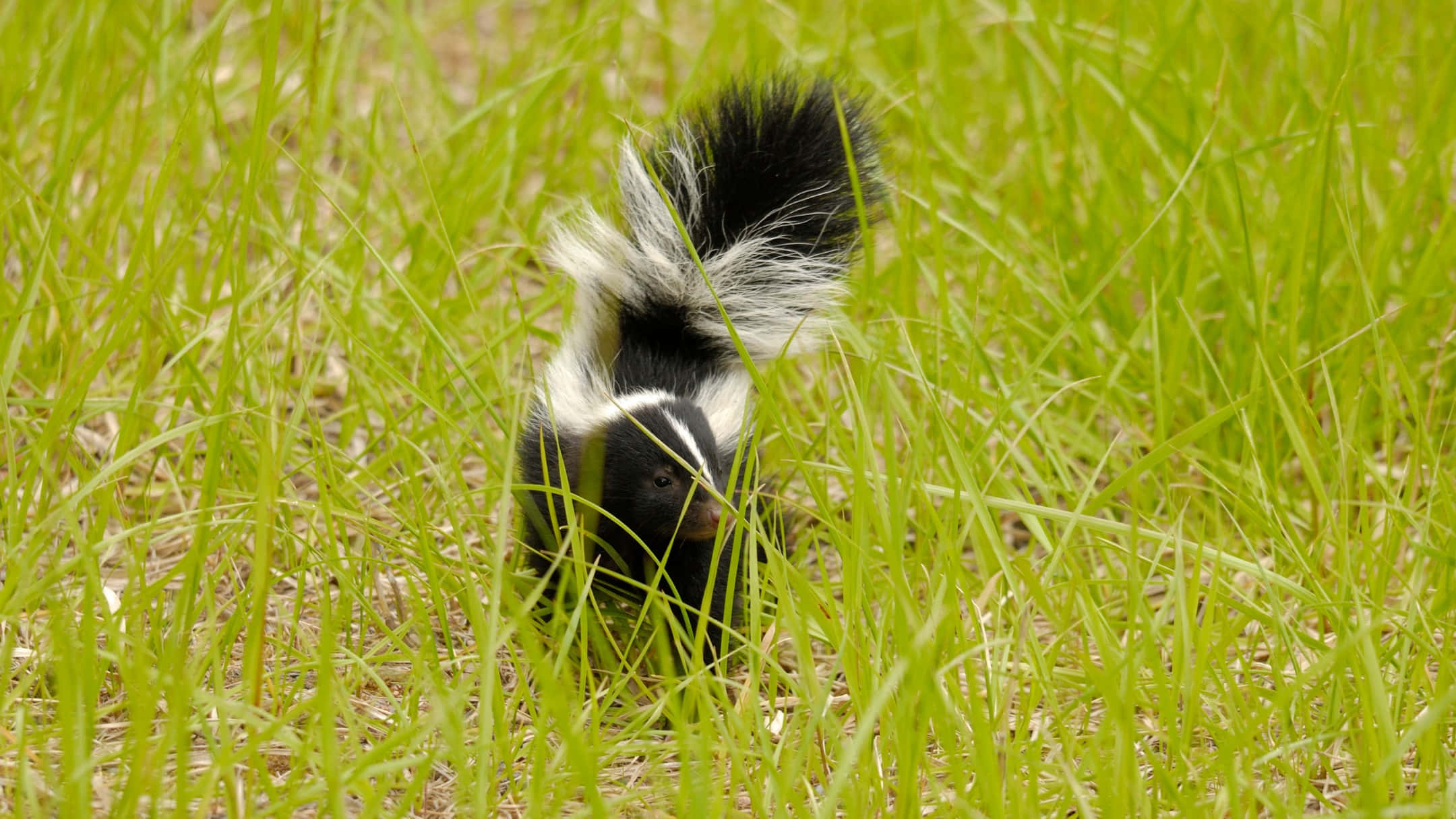 skunk, bushy tail, vibrant green grass, Full HD Desktop Wallpaper