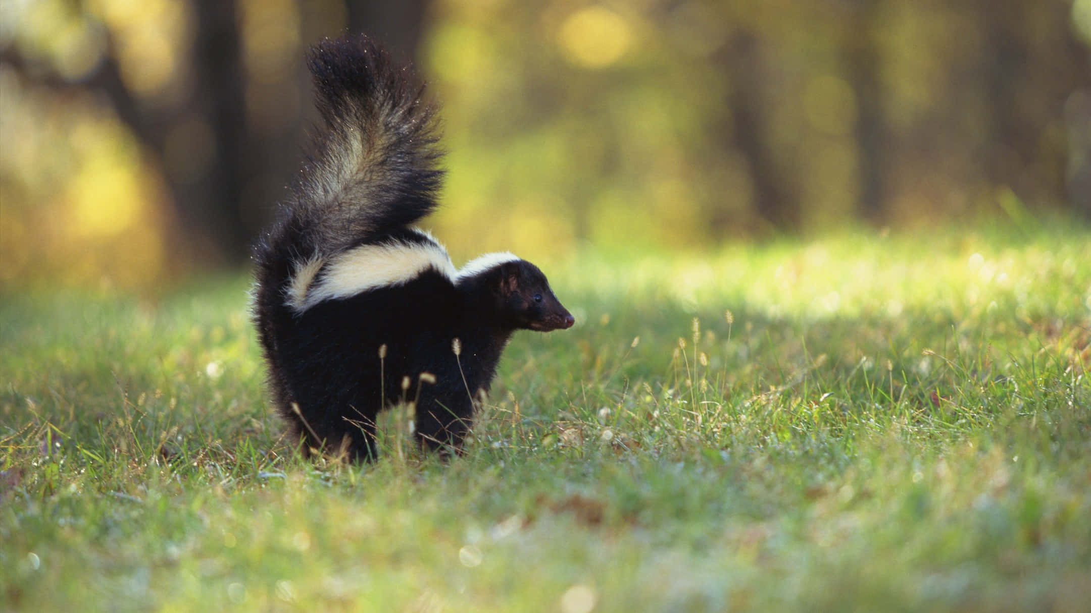skunk, sunlit grass, blurred forest background, Full HD Desktop Wallpaper